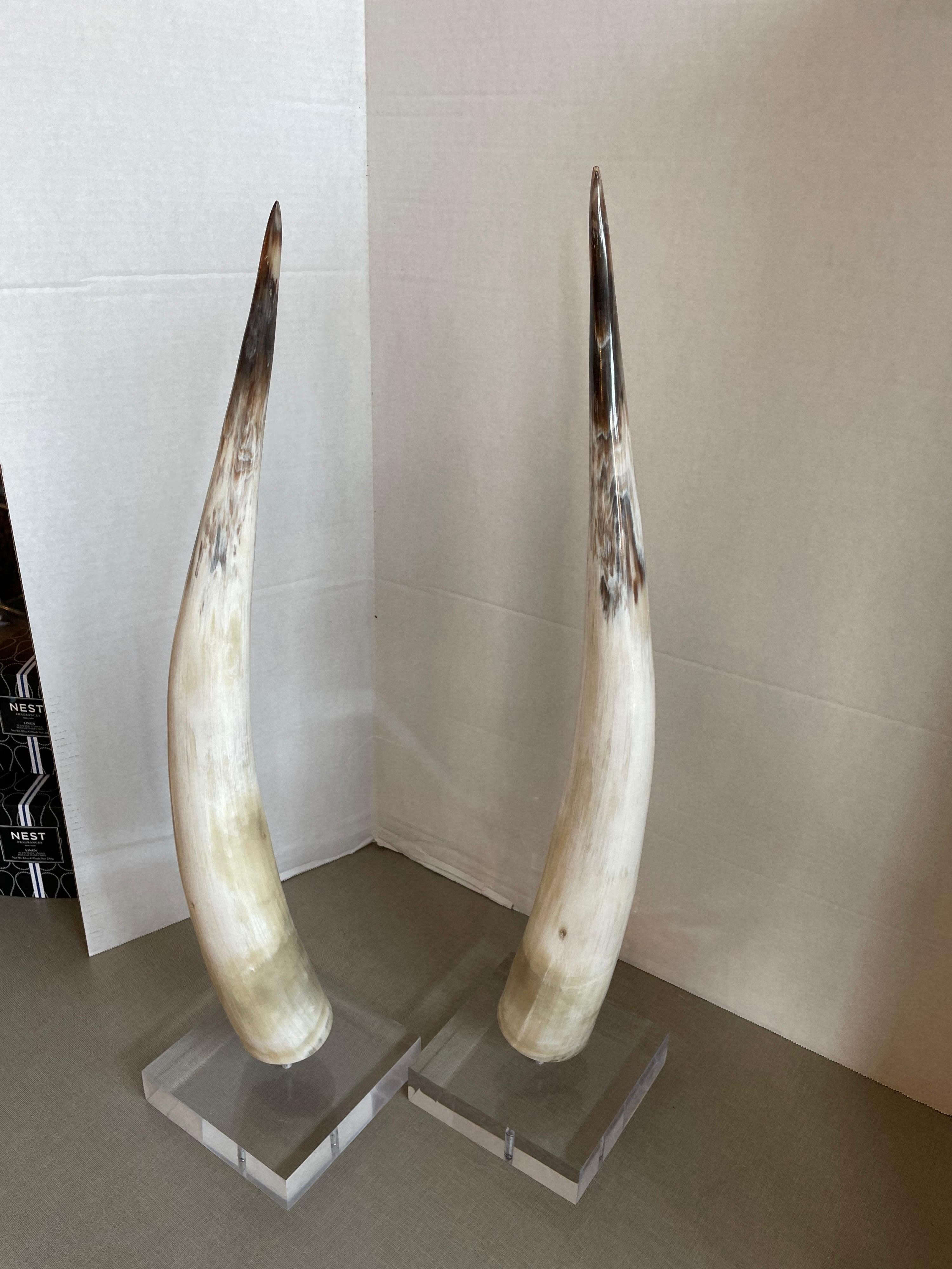 Pair of steer horns on custom lucite base.