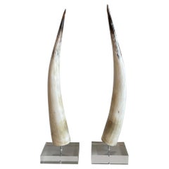 Pair of Steer Horns on Custom Lucite Base