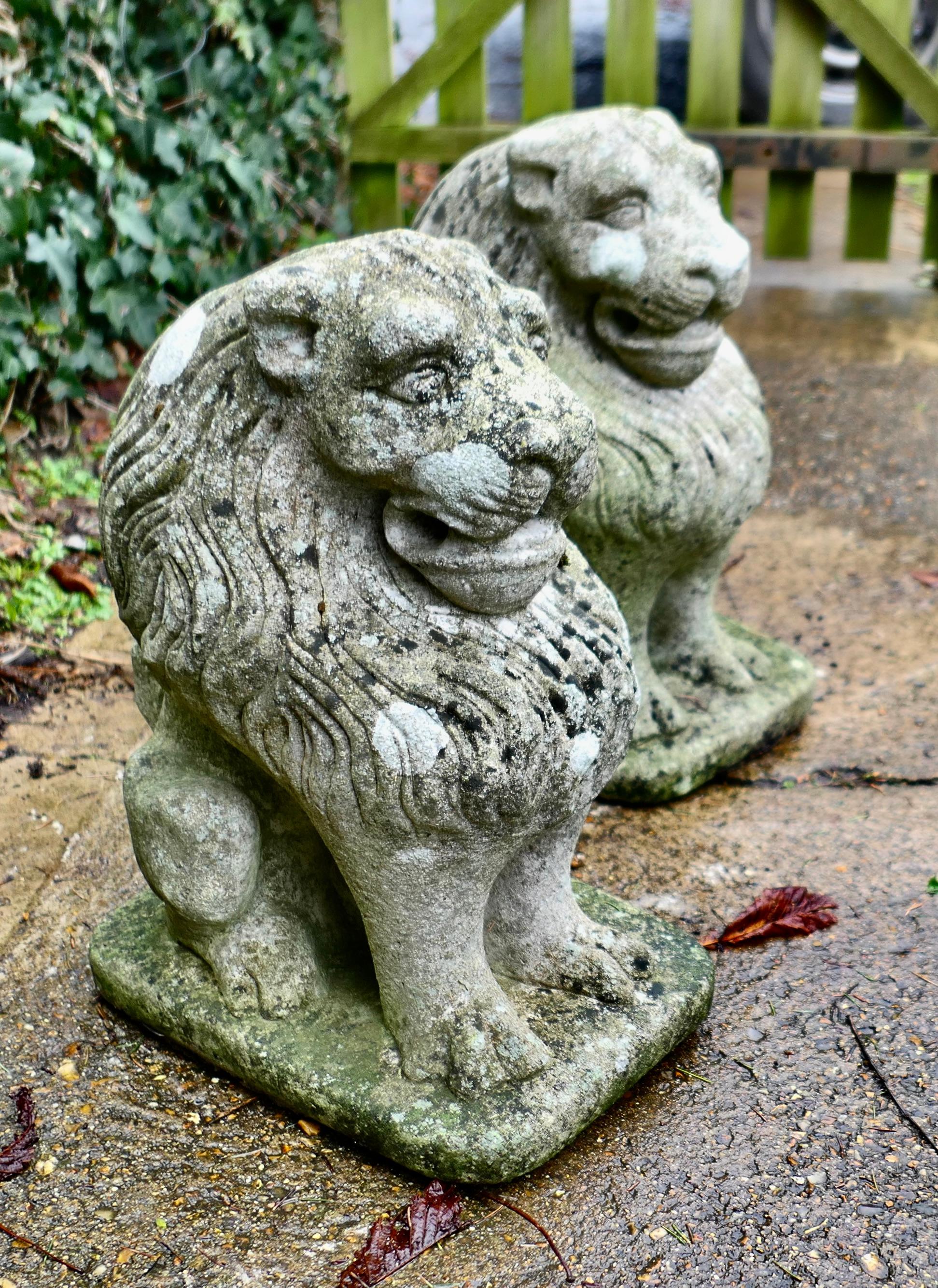 Coppia di leoni guardiani in pietra Si tratta di due statue di leoni, sottoposte alle intemperie. In condizioni buone in vendita a Godshill, Isle of Wight