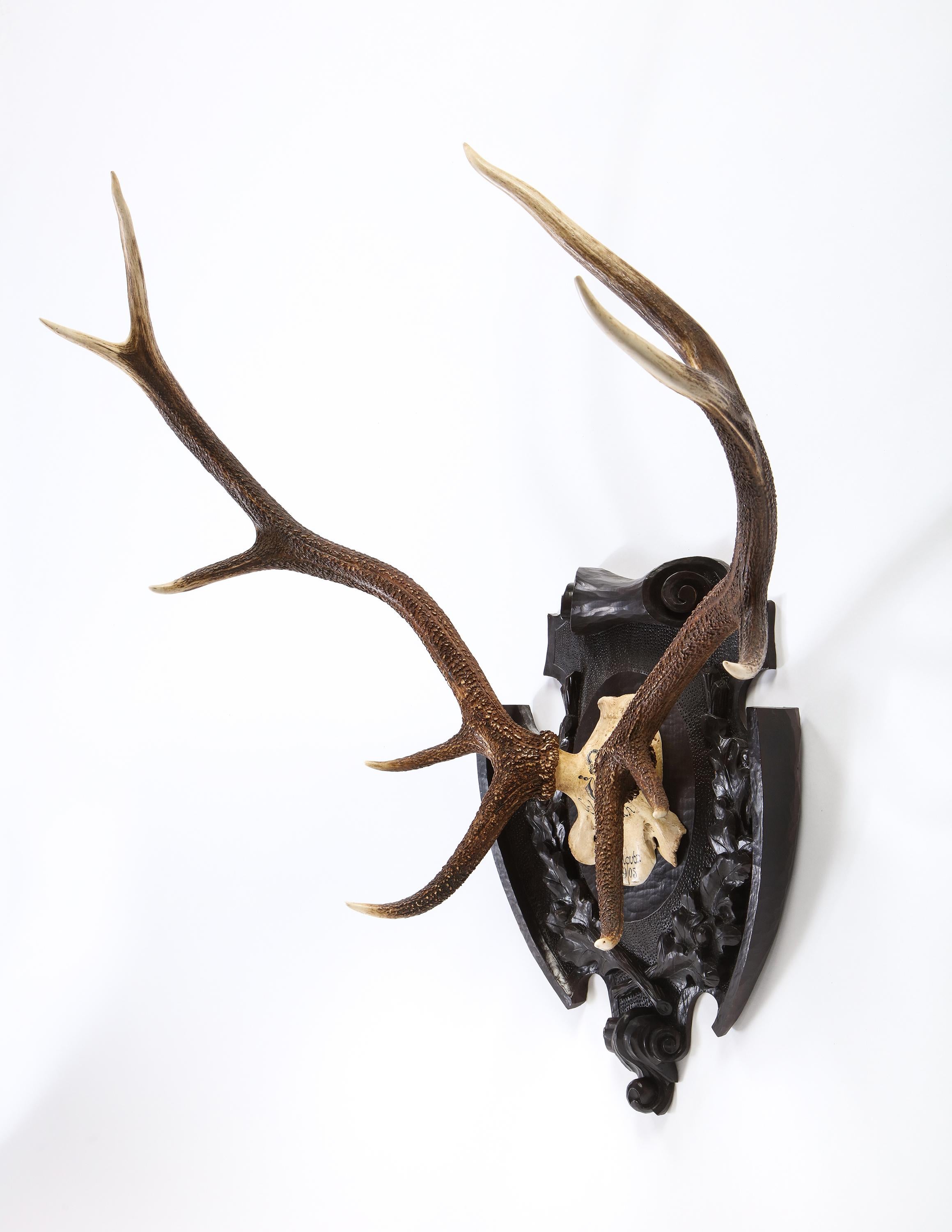 An impressive pair of Swiss ‘Black Forest’ antler carved trophy mounts, dated 1905 and 1906. These large antlers are mounted on carved wooden backplates. One is inscribed ‘Schonbuch 2.Novbr./1905,’, the other “Schonbuch 2.Novbr./1906”. Both skulls