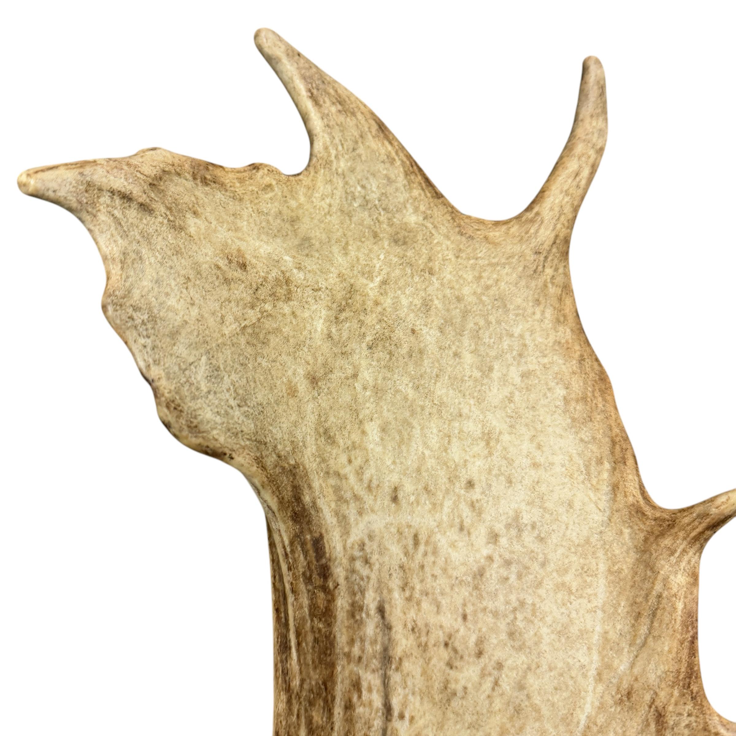 Pair of Swiss Fallow Deer Antler Sconces 5