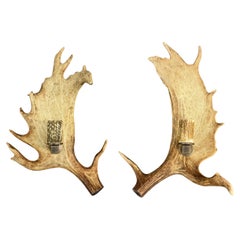 Pair of Swiss Fallow Deer Antler Sconces