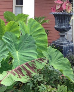 Pareja de altas urnas de jardín de metal estriado de estilo clásico sobre peanas