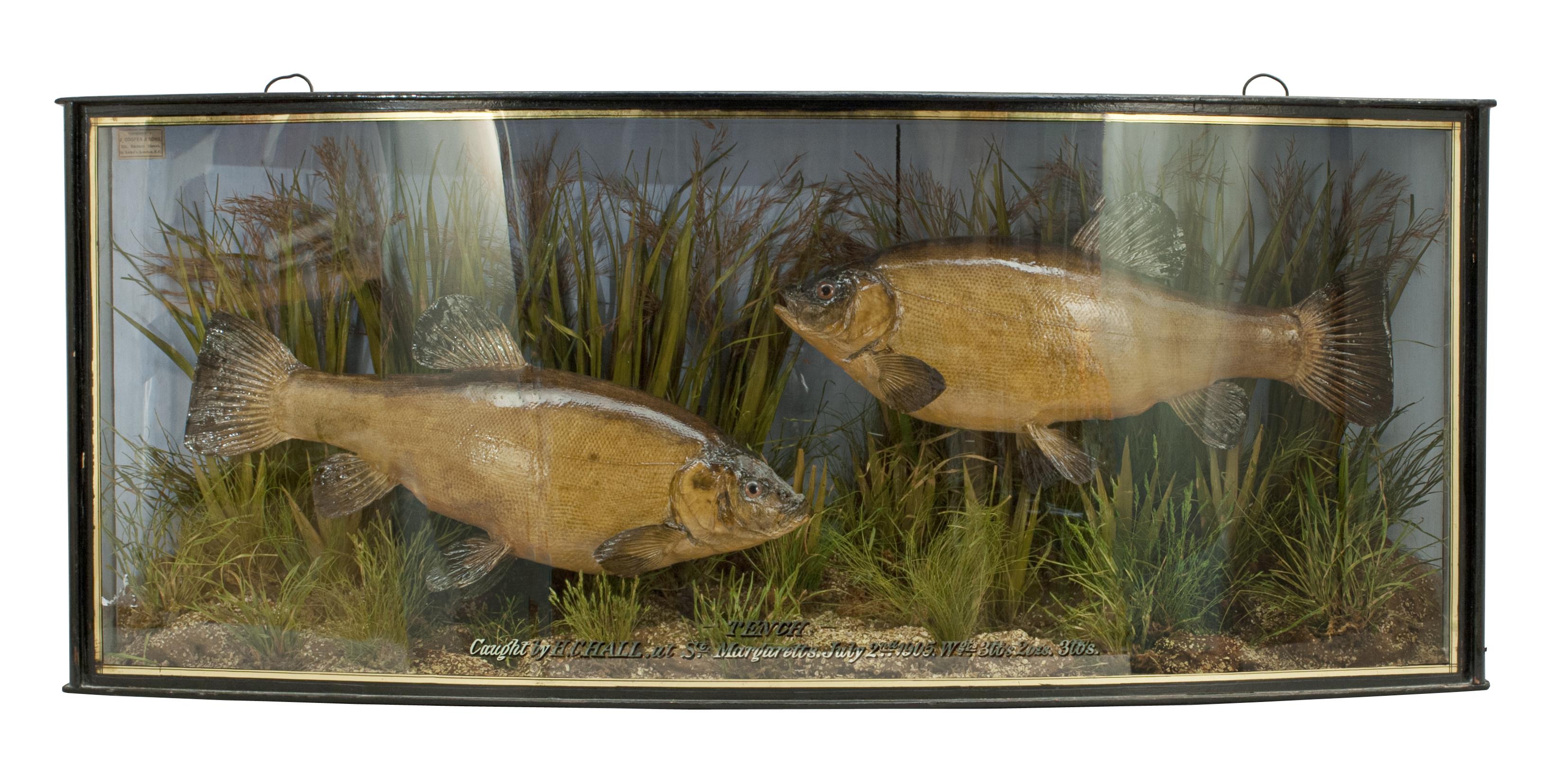 Taxidermy. Preserved Cooper fish.
A pair of cased Tench by Copper in a nice bow fronted case with gilt lines and gilt inscription to the front 'TENCH, caught by H.C.Hall, at St. Margaretts, July 2nd 1905, Wgts. 3lb's 2oz. 3lb's'. The case contains