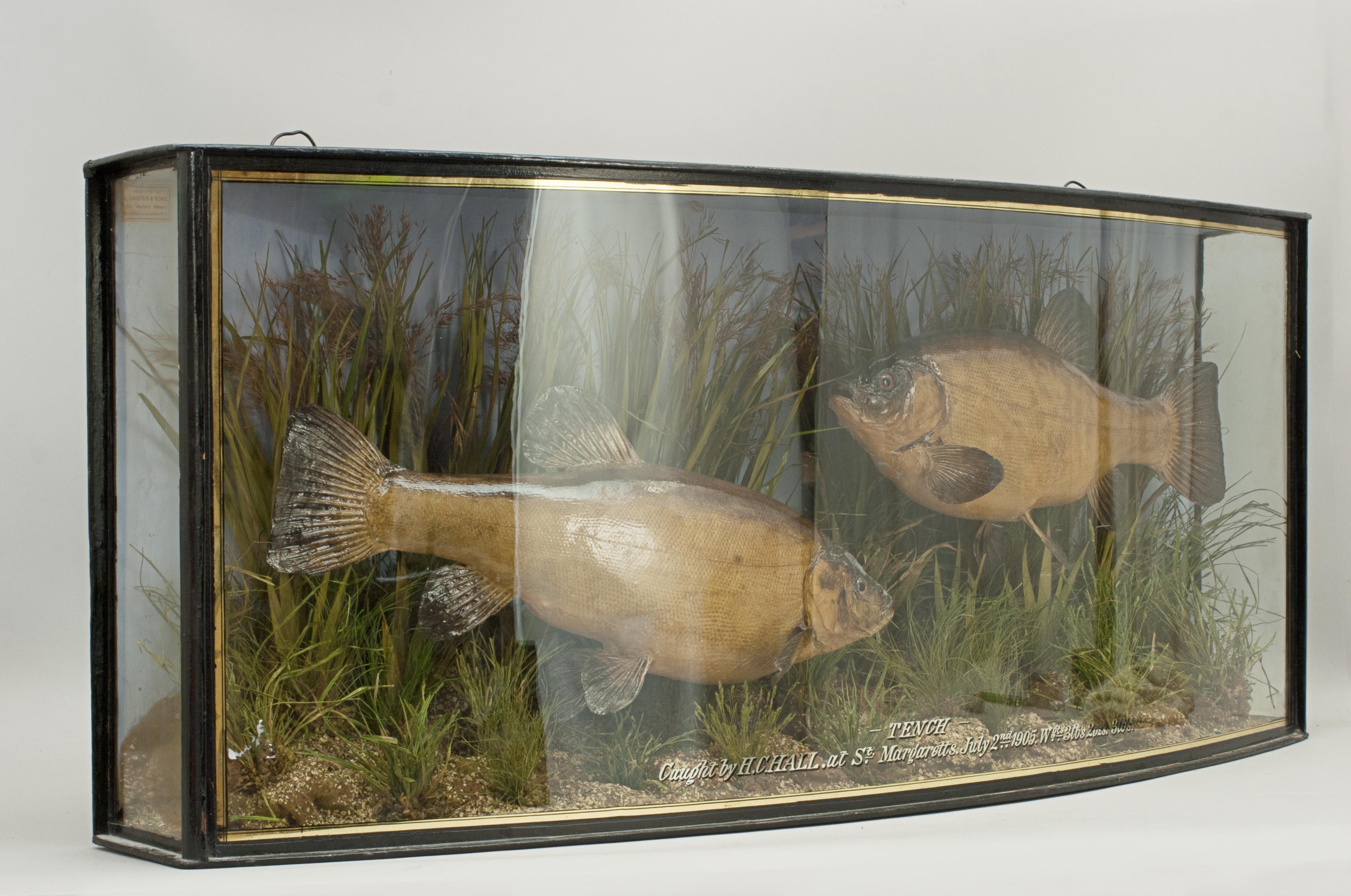 fish in glass case