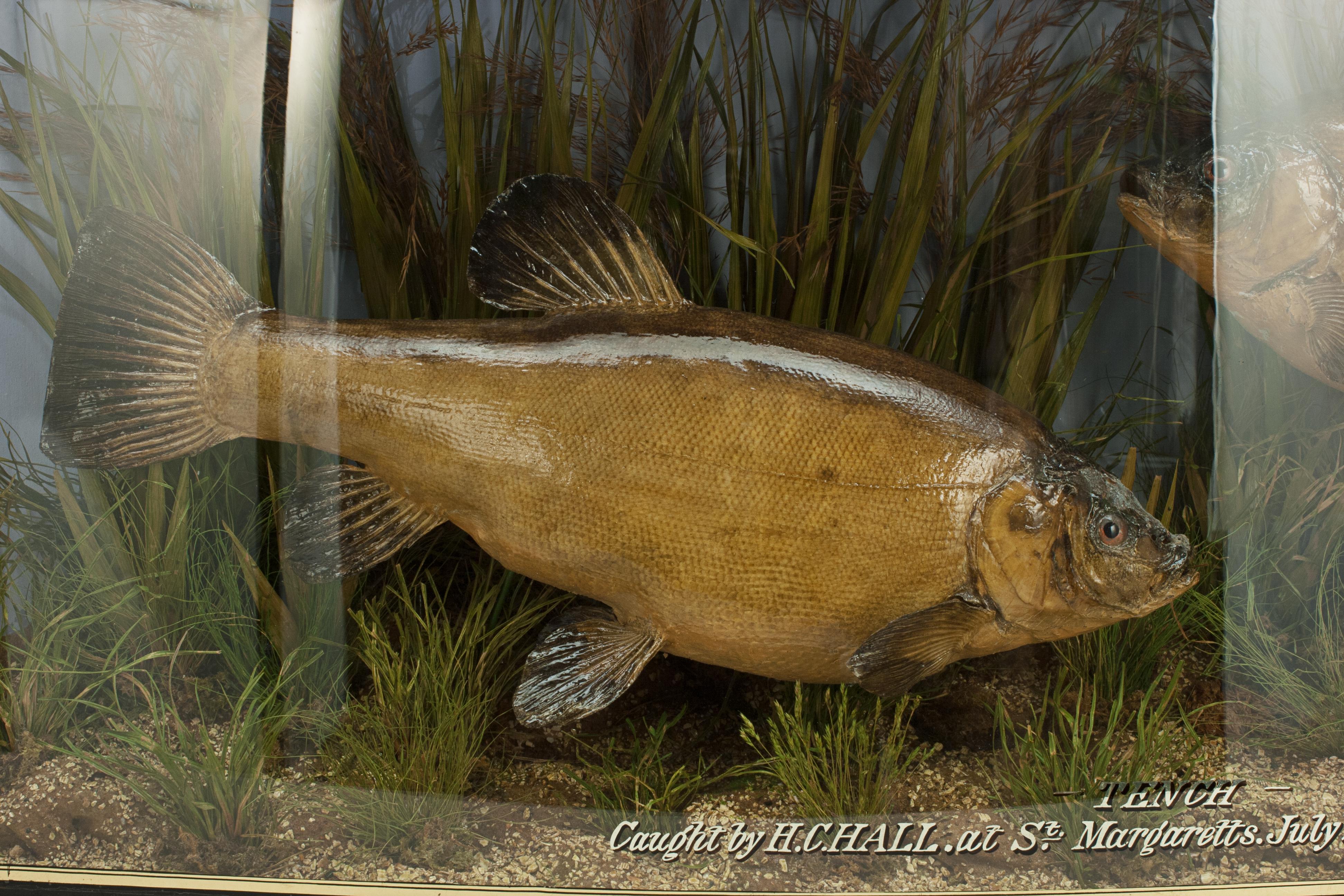 Sporting Art Pair of Taxidermy Fish, Tench in Glass Case by Cooper