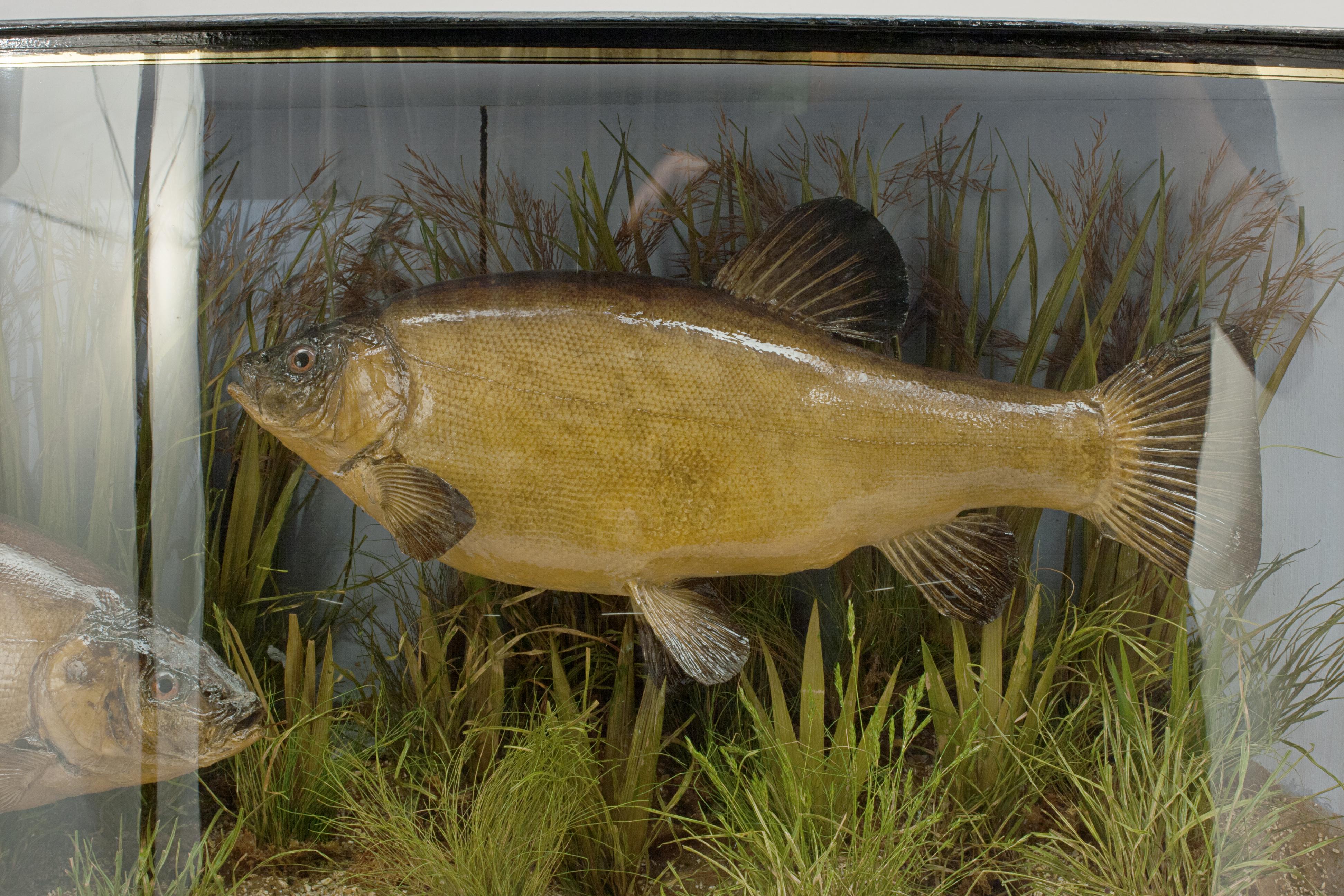 English Pair of Taxidermy Fish, Tench in Glass Case by Cooper