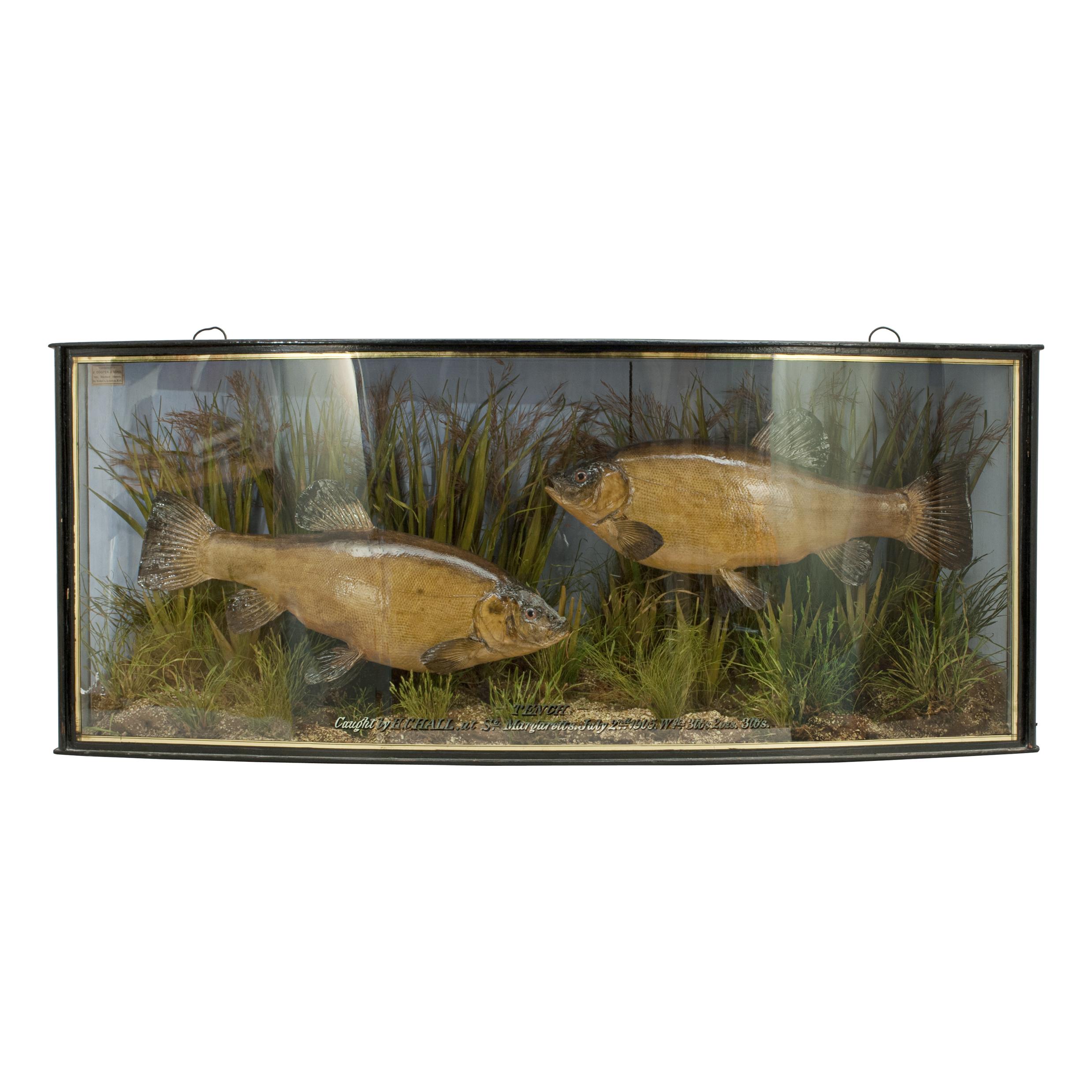 Pair of Taxidermy Fish, Tench in Glass Case by Cooper
