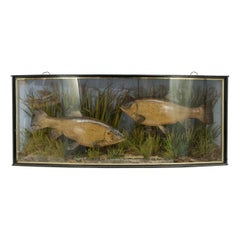 Antique Pair of Taxidermy Fish, Tench in Glass Case by Cooper
