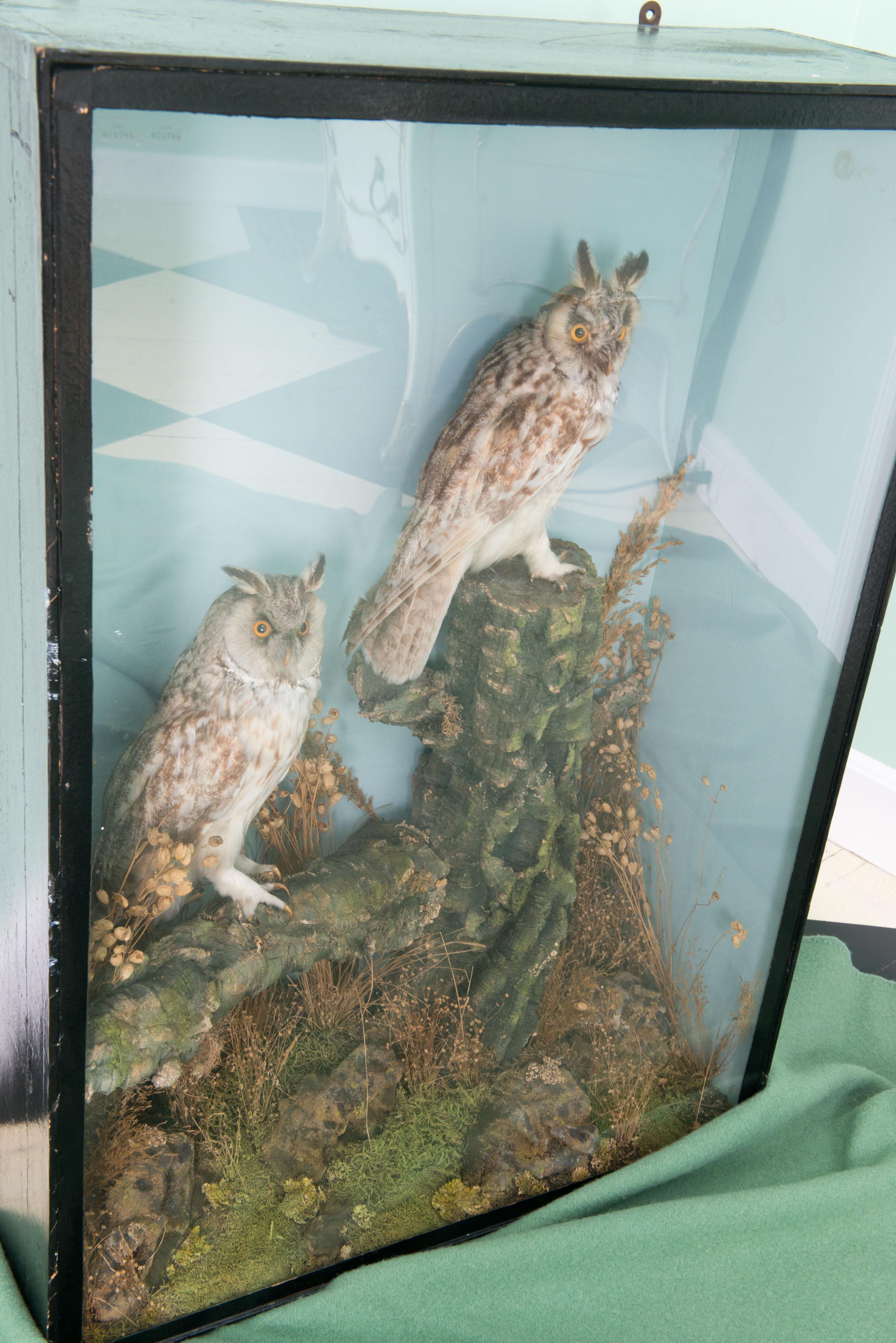 Pair of Taxidermy Great Horned Owls Attributed to Henry Ward For Sale 2