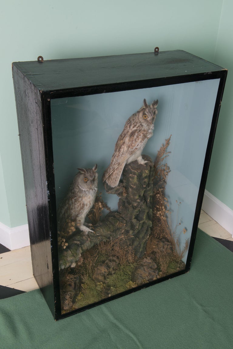 A superb pair of cased taxidermy Great Horned Owls attributed to Henry Ward.
The owls are set against a realistic blue painted background and tree branches and plantings. A large case beautifully displaying two exquisite owls.