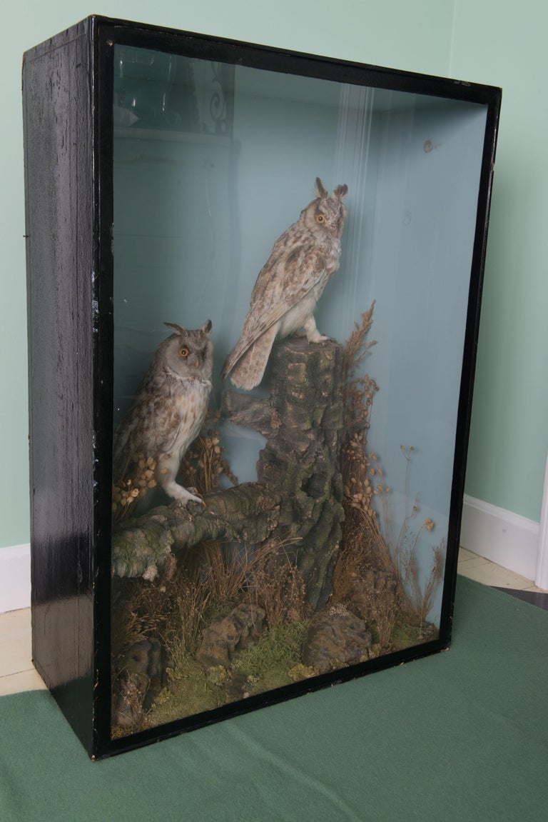Sporting Art Pair of Taxidermy Great Horned Owls Attributed to Henry Ward For Sale