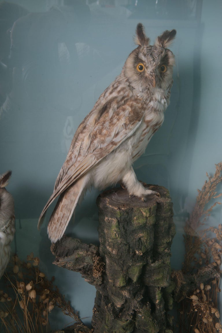 Pair of Taxidermy Great Horned Owls Attributed to Henry Ward In Good Condition For Sale In Stamford, CT