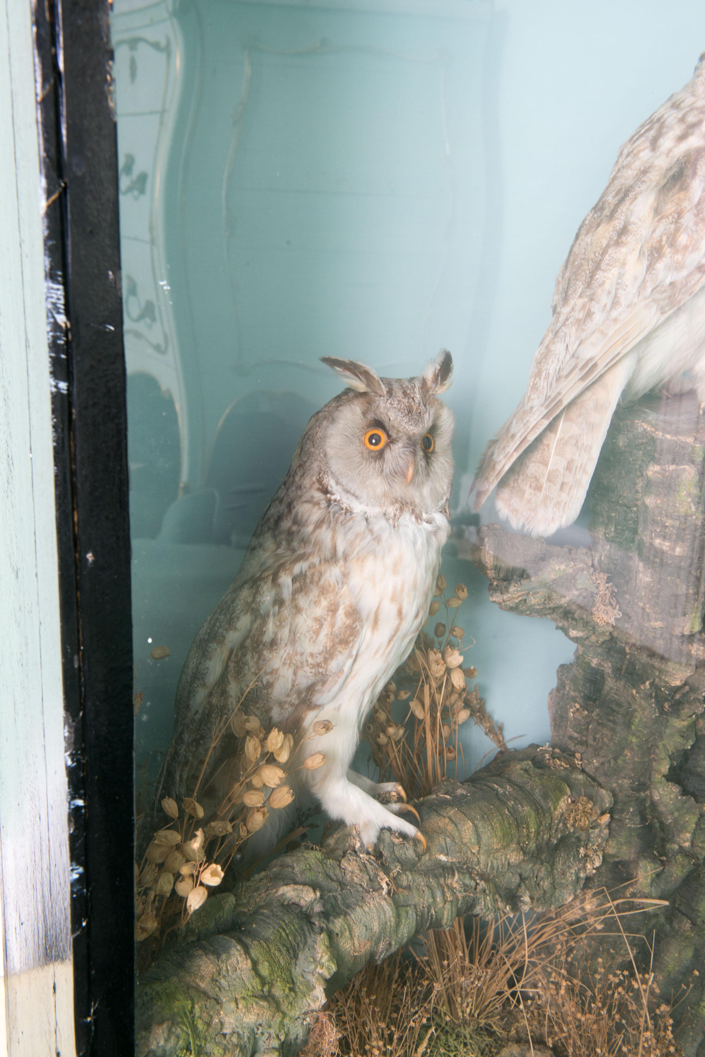 English Pair of Taxidermy Great Horned Owls Attributed to Henry Ward For Sale