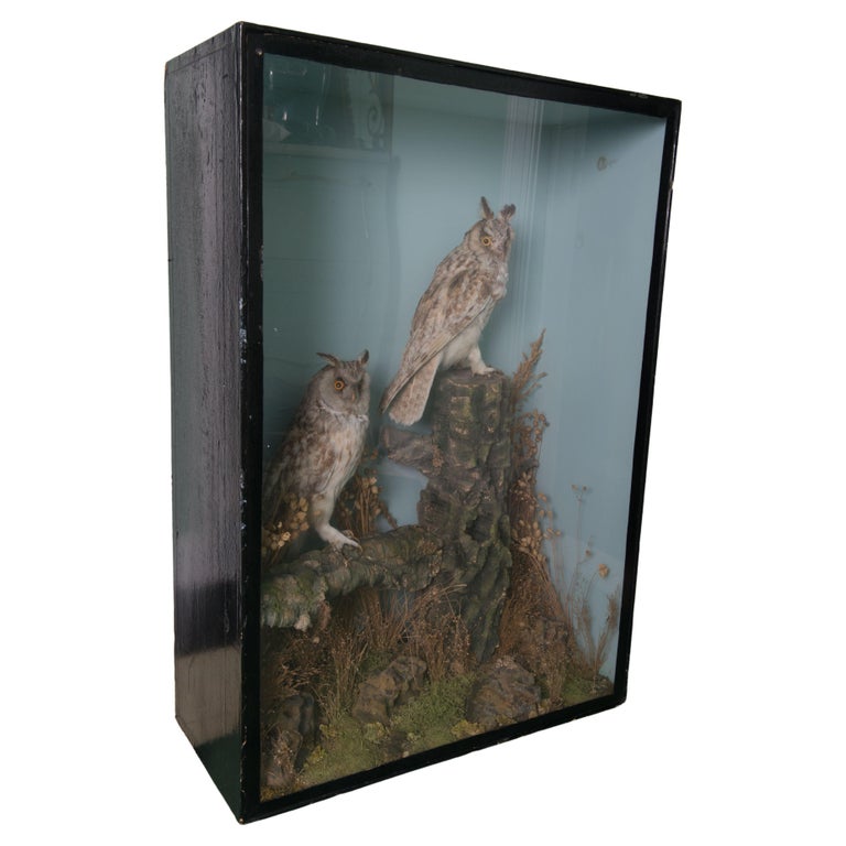 Pair of Taxidermy Great Horned Owls Attributed to Henry Ward For Sale