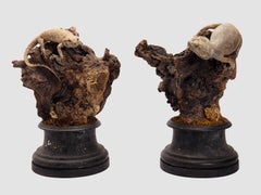 Pair of taxidermy stuffed Pogona reptiles, natural history cabinet, Italy 1850