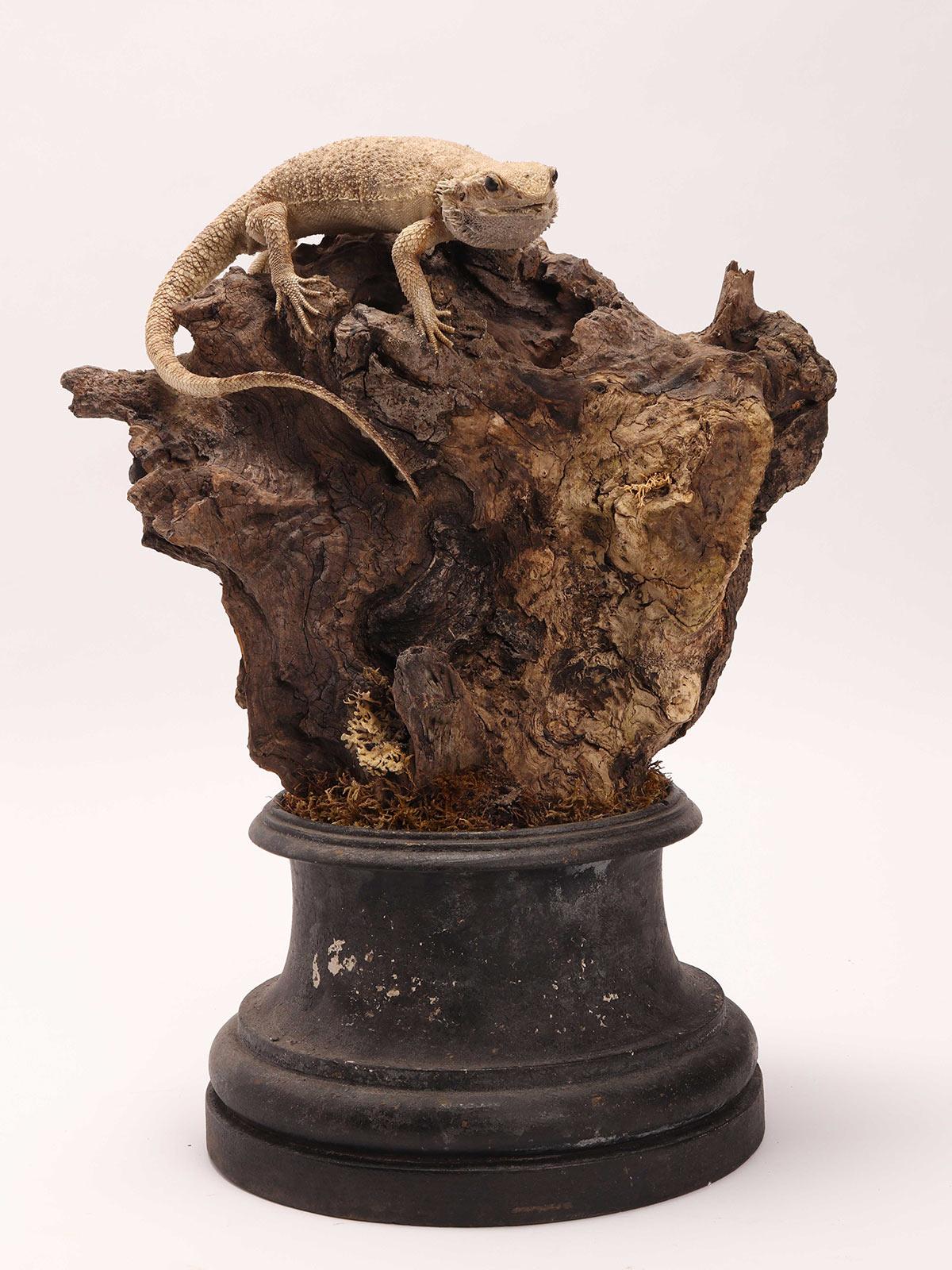 Italiano Coppia di rettili Pogona imbalsamati in tassidermia, mobile di storia naturale, Italia 1850 in vendita