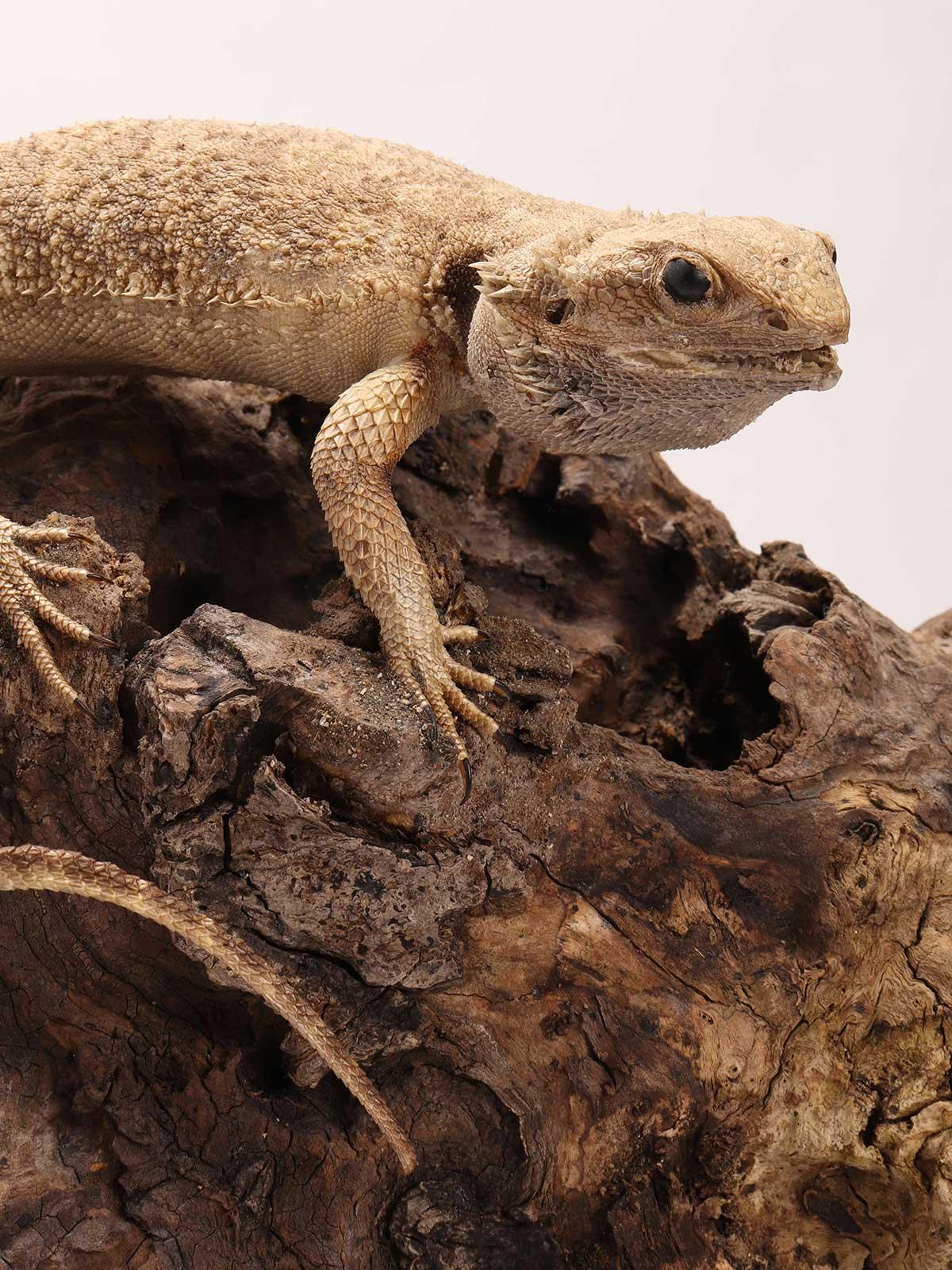 Coppia di rettili Pogona imbalsamati in tassidermia, mobile di storia naturale, Italia 1850 In condizioni buone in vendita a Milan, IT