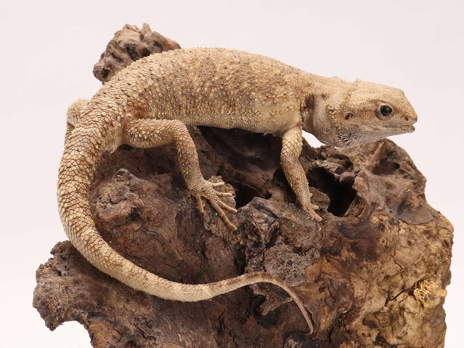 XIX secolo Coppia di rettili Pogona imbalsamati in tassidermia, mobile di storia naturale, Italia 1850 in vendita