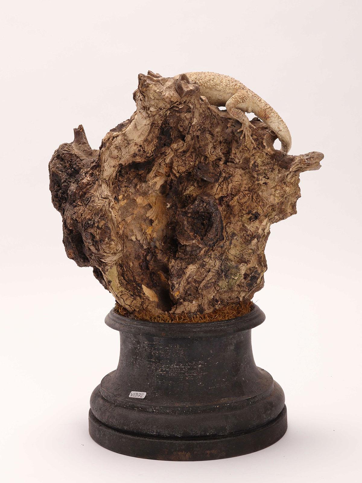 Vetro Coppia di rettili Pogona imbalsamati in tassidermia, mobile di storia naturale, Italia 1850 in vendita