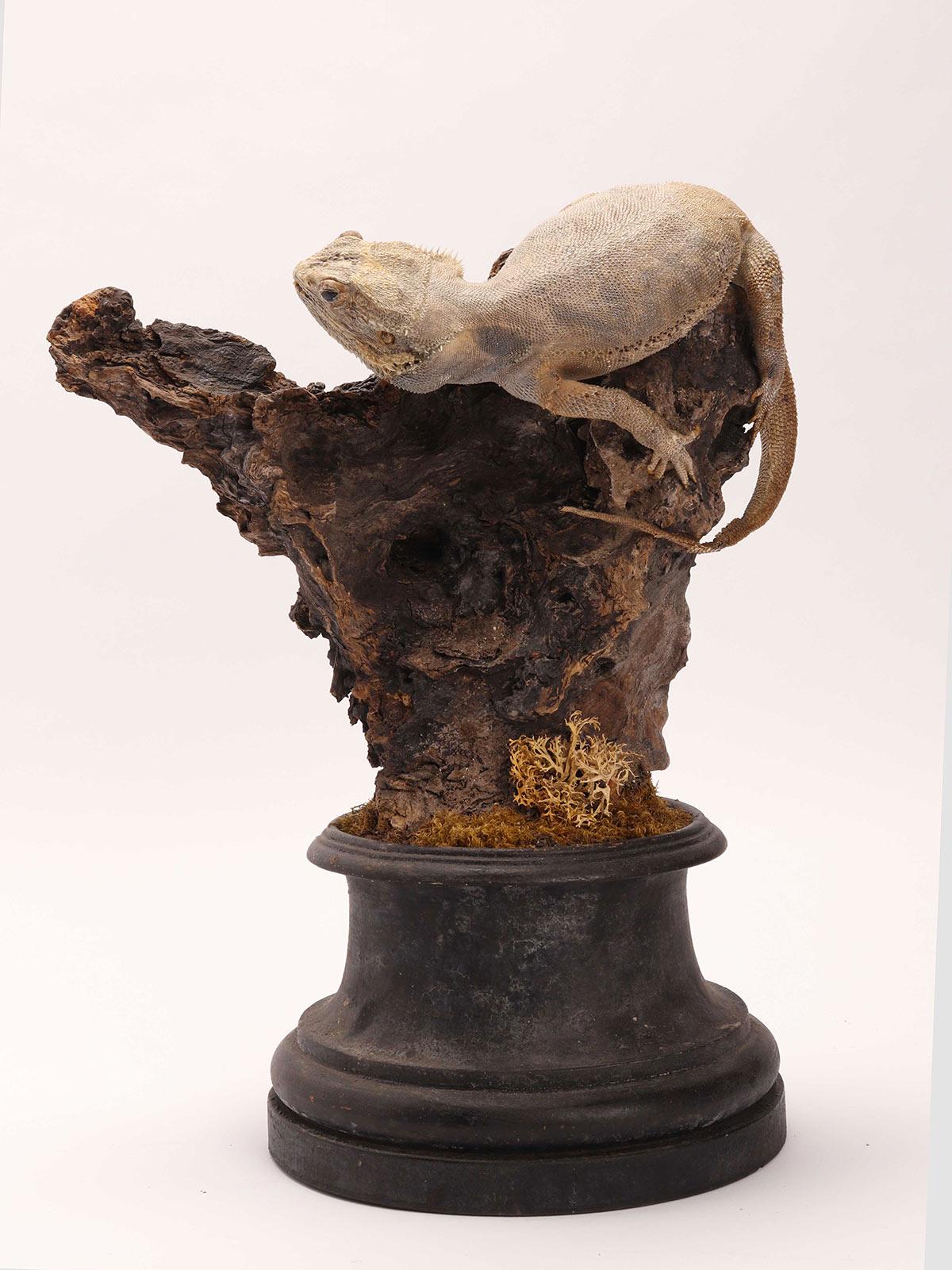 Coppia di rettili Pogona imbalsamati in tassidermia, mobile di storia naturale, Italia 1850 in vendita 1