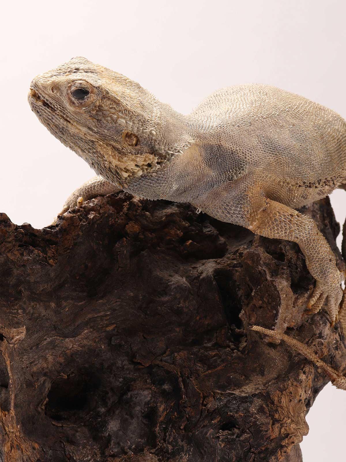 Coppia di rettili Pogona imbalsamati in tassidermia, mobile di storia naturale, Italia 1850 in vendita 2