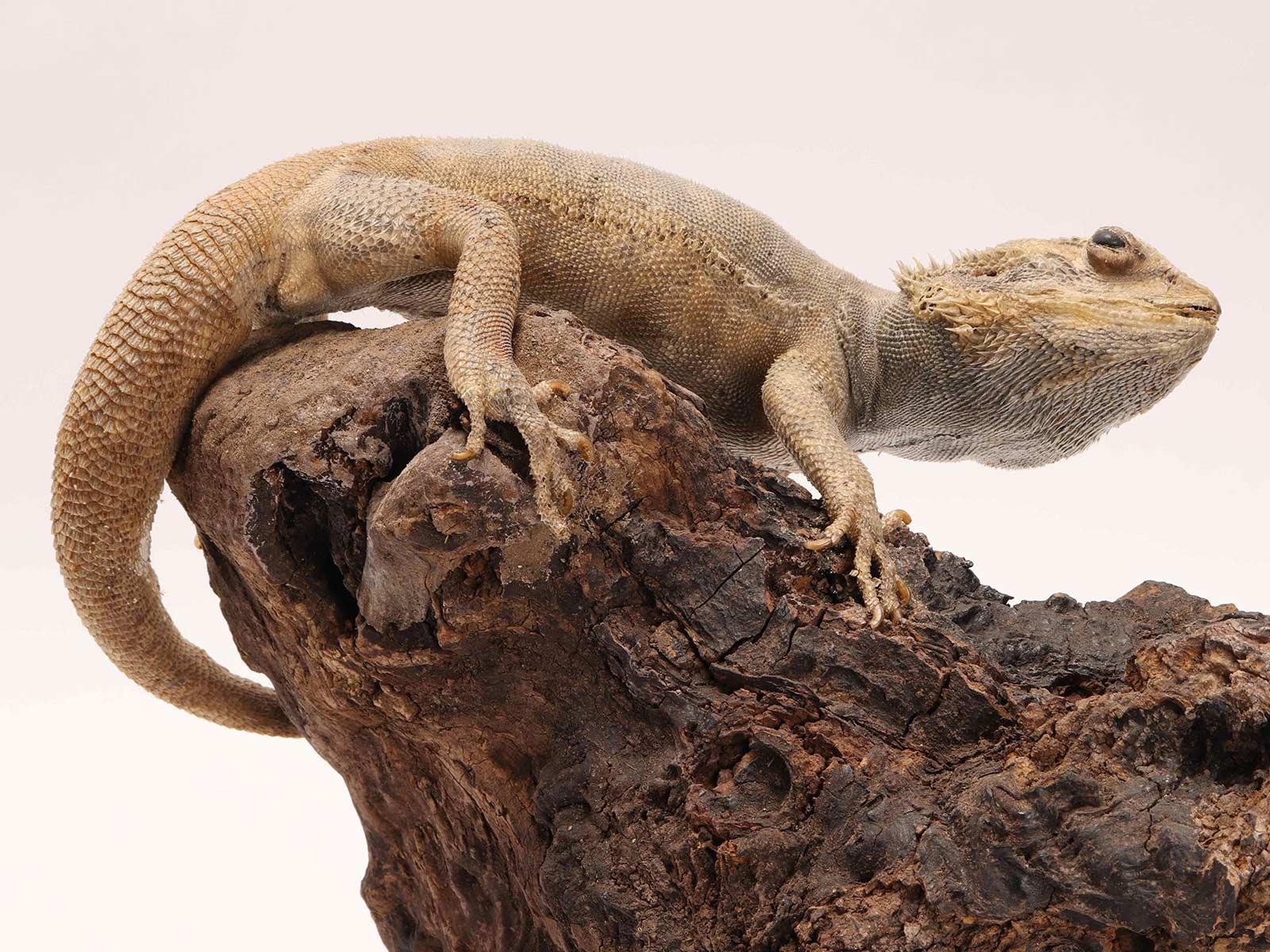 Coppia di rettili Pogona imbalsamati in tassidermia, mobile di storia naturale, Italia 1850 in vendita 3