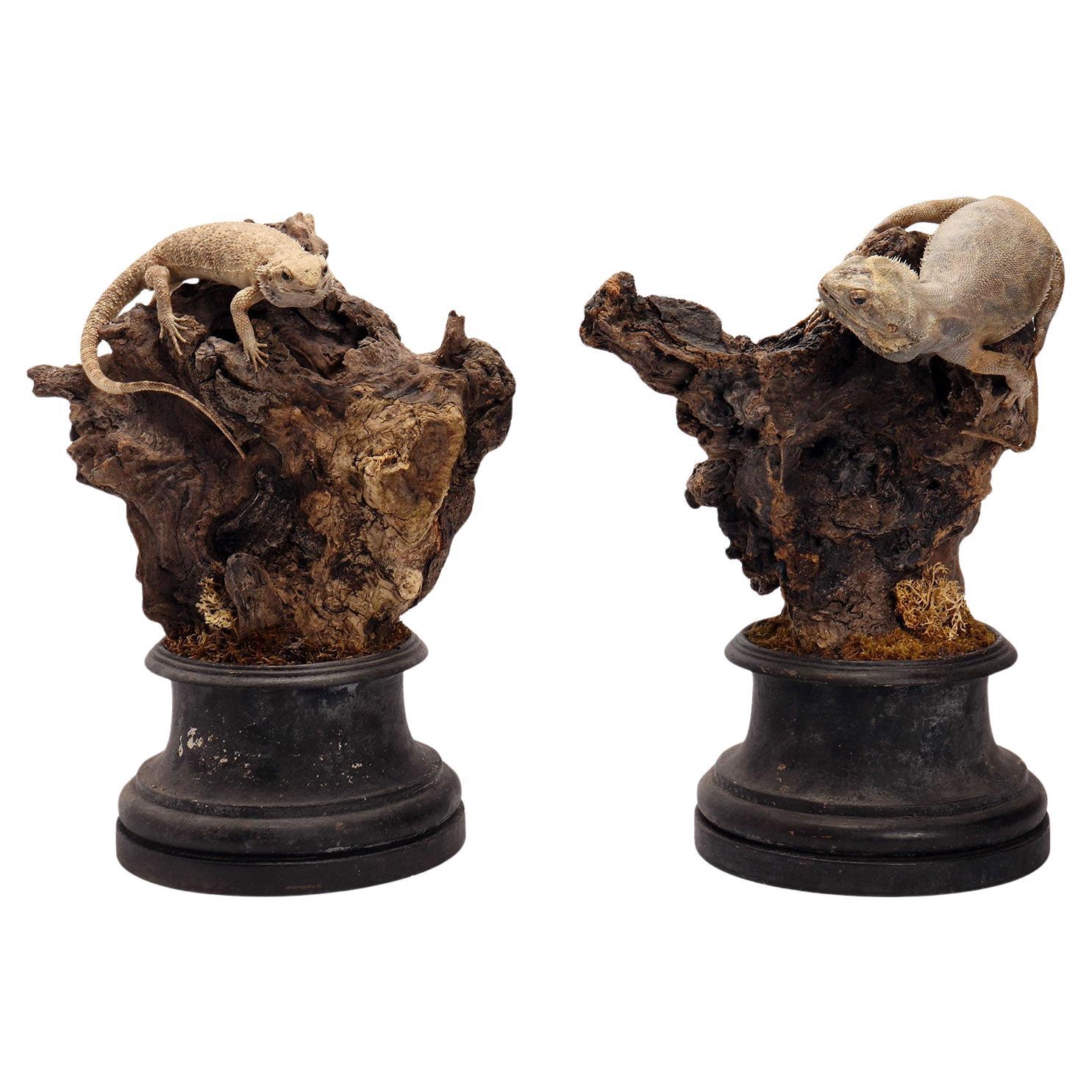 Pair of taxidermy stuffed Pogona reptiles, natural history cabinet, Italy 1850