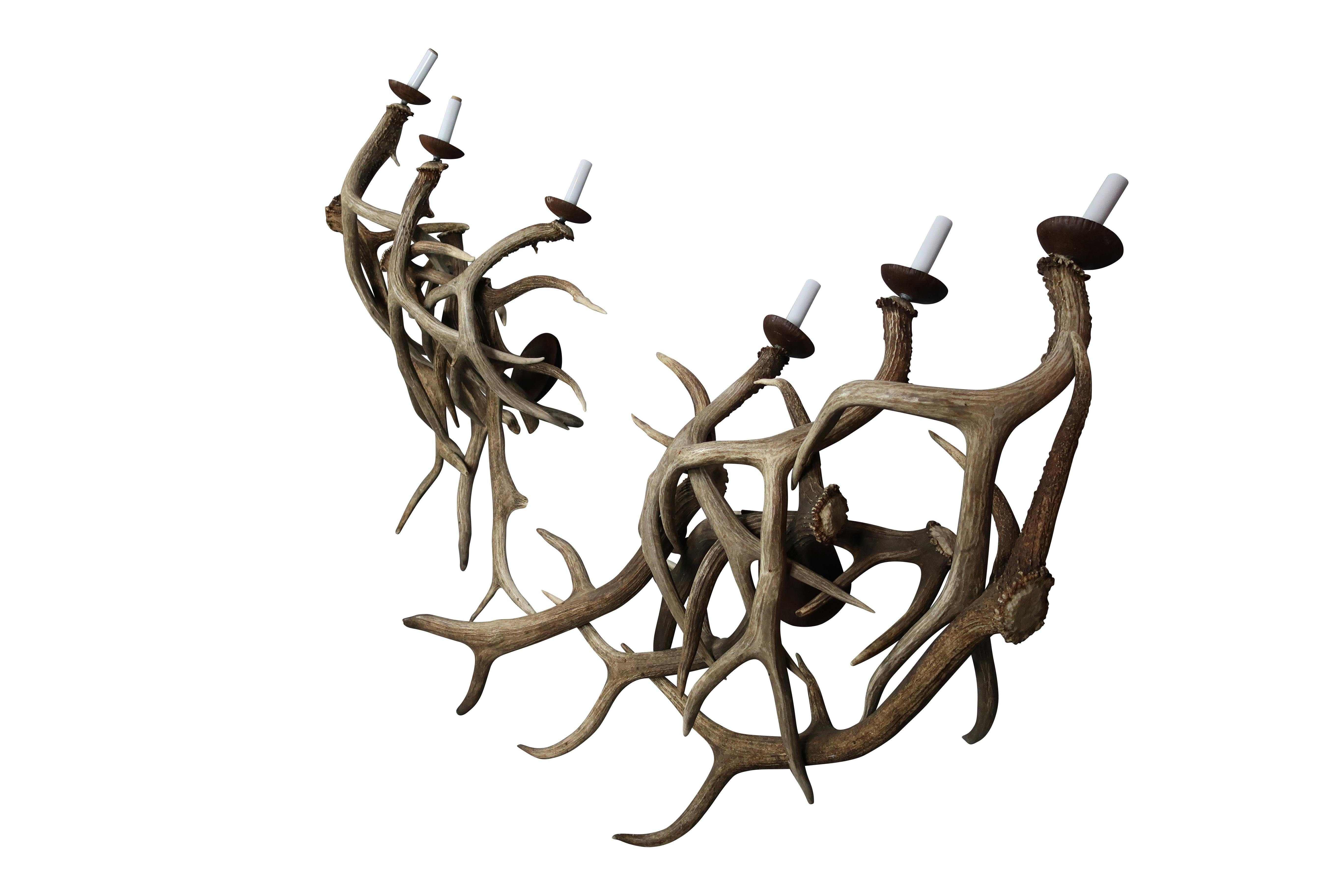 Exceptional pair of three-light antler sconces- monumental in size all-natural from a Montana estate newly rewired.