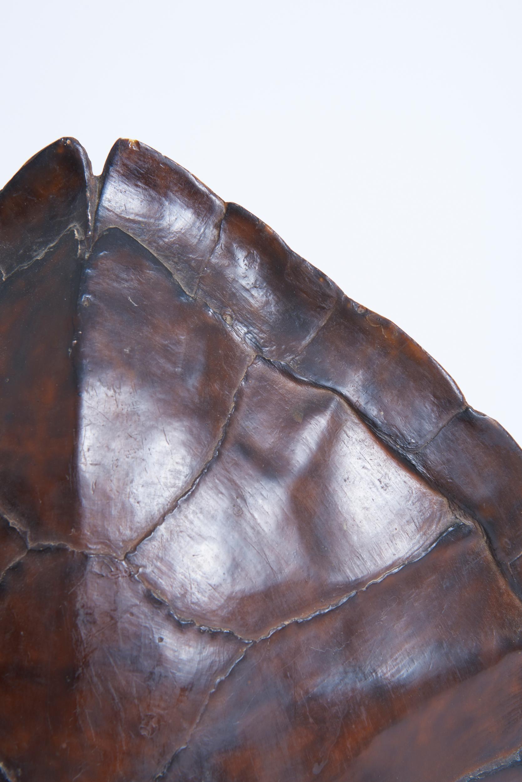 Resin Pair of Tortoiseshell Table Lamps For Sale
