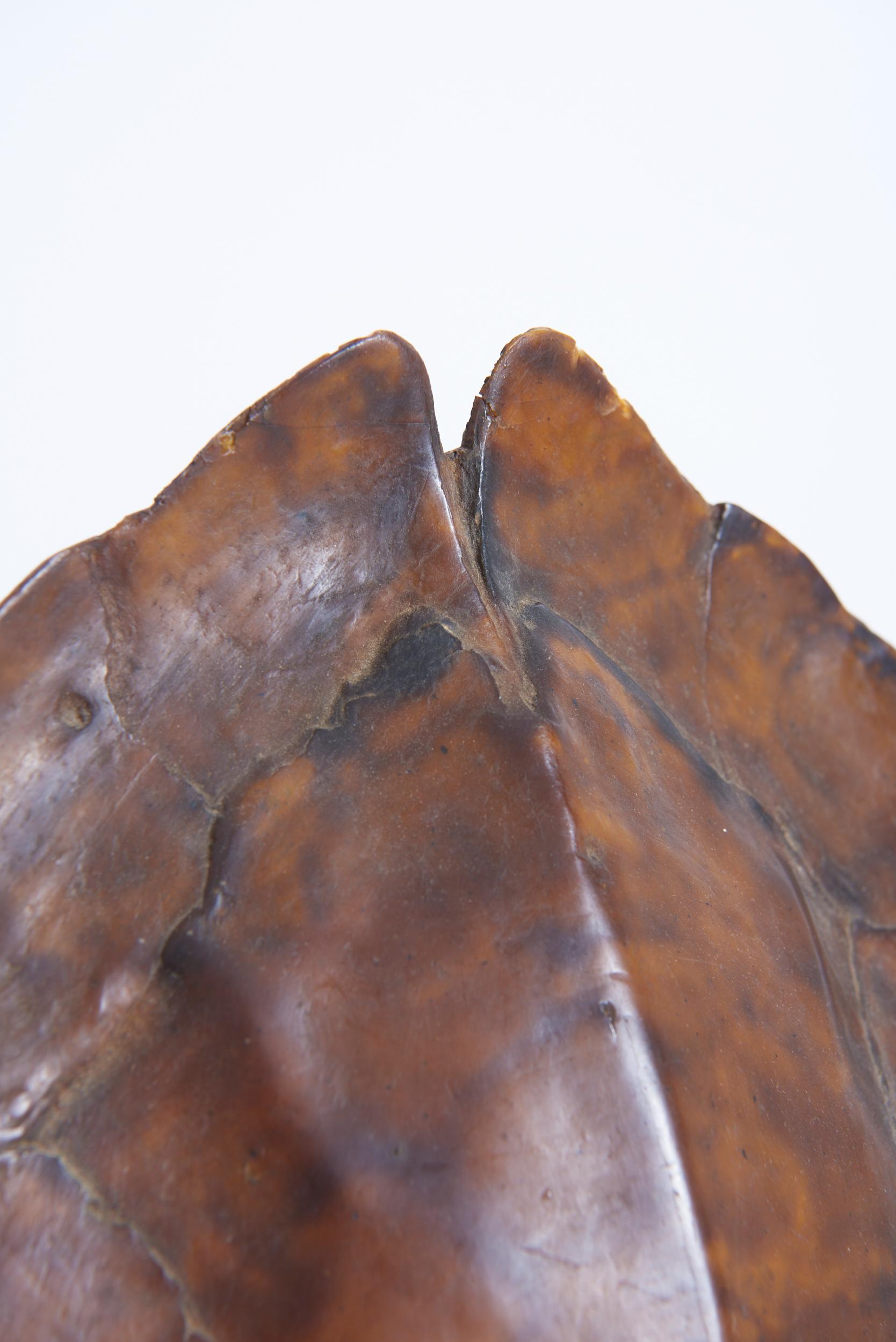 Pair of Tortoiseshell Table Lamps For Sale 1