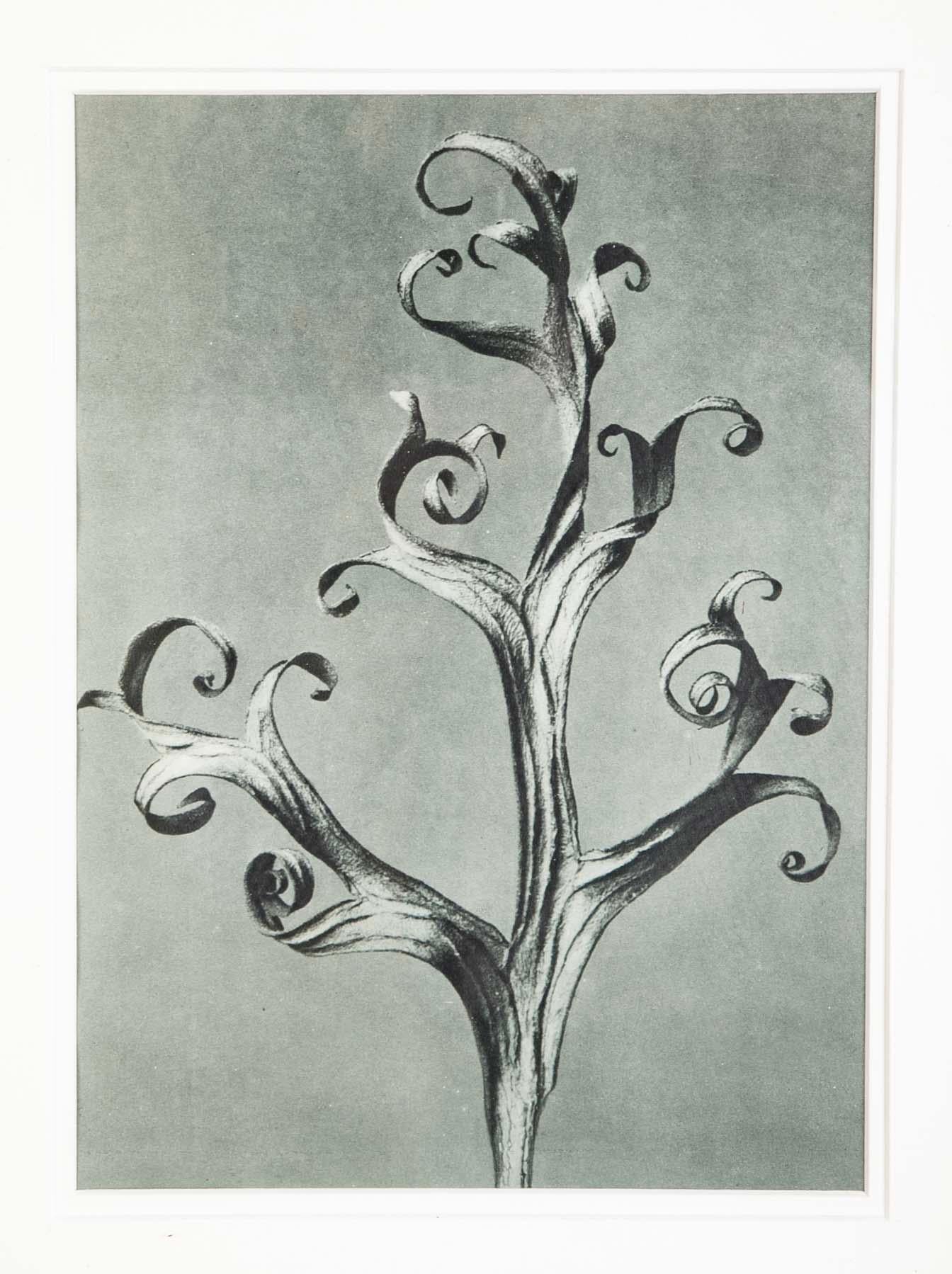 Coppia di cornici di Tramp Art con motivi botanici di Karl Blossfeldt in vendita 3