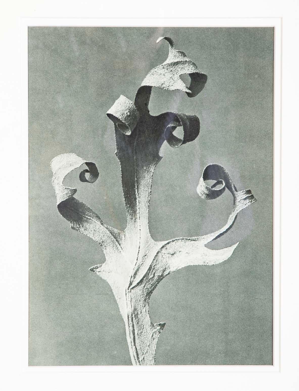 Arte popolare Coppia di cornici di Tramp Art con motivi botanici di Karl Blossfeldt in vendita