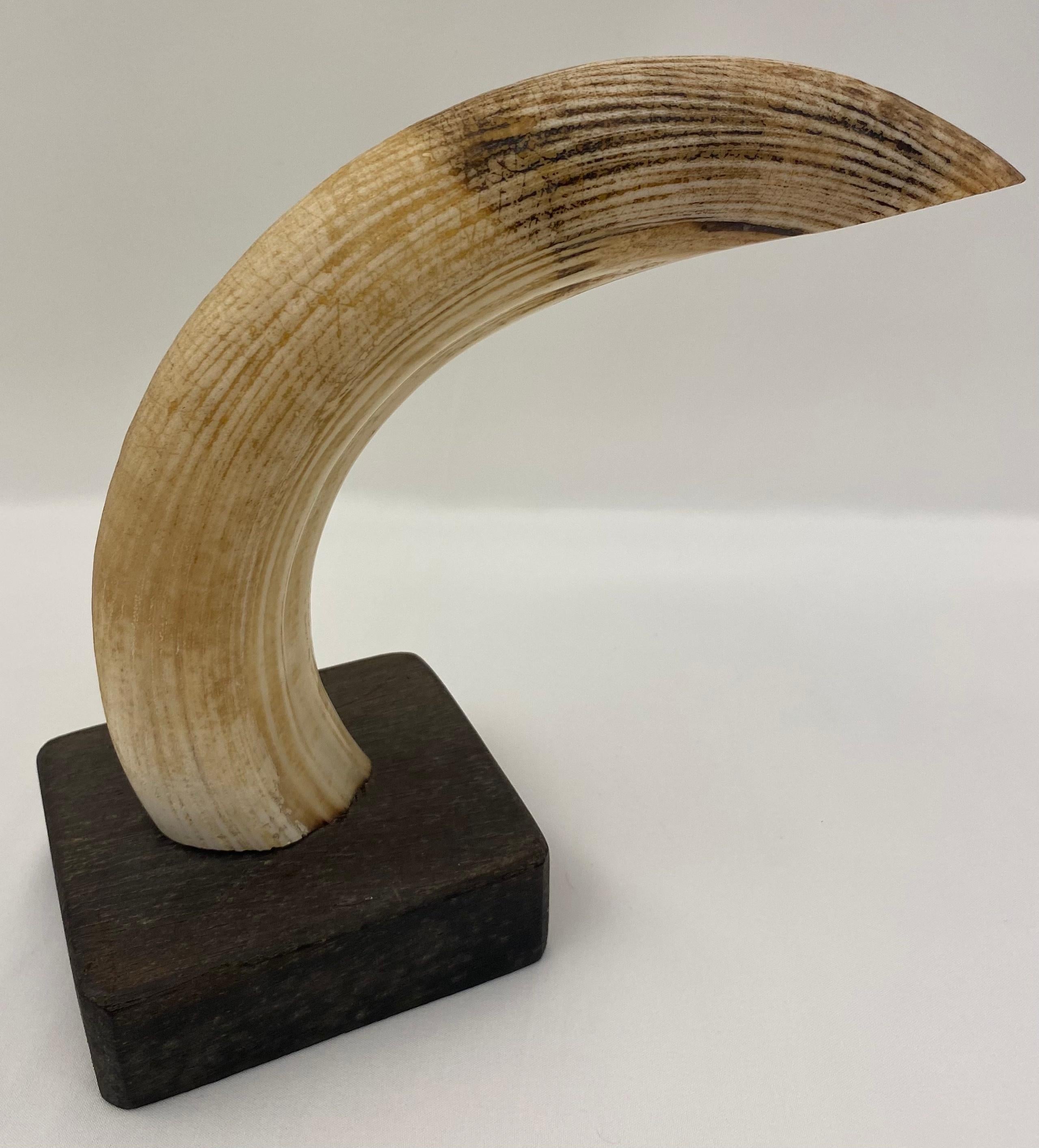 Sud-africain Paire de serre-livres en dents d'hippocampe naturelle du début du siècle montés sur des dents