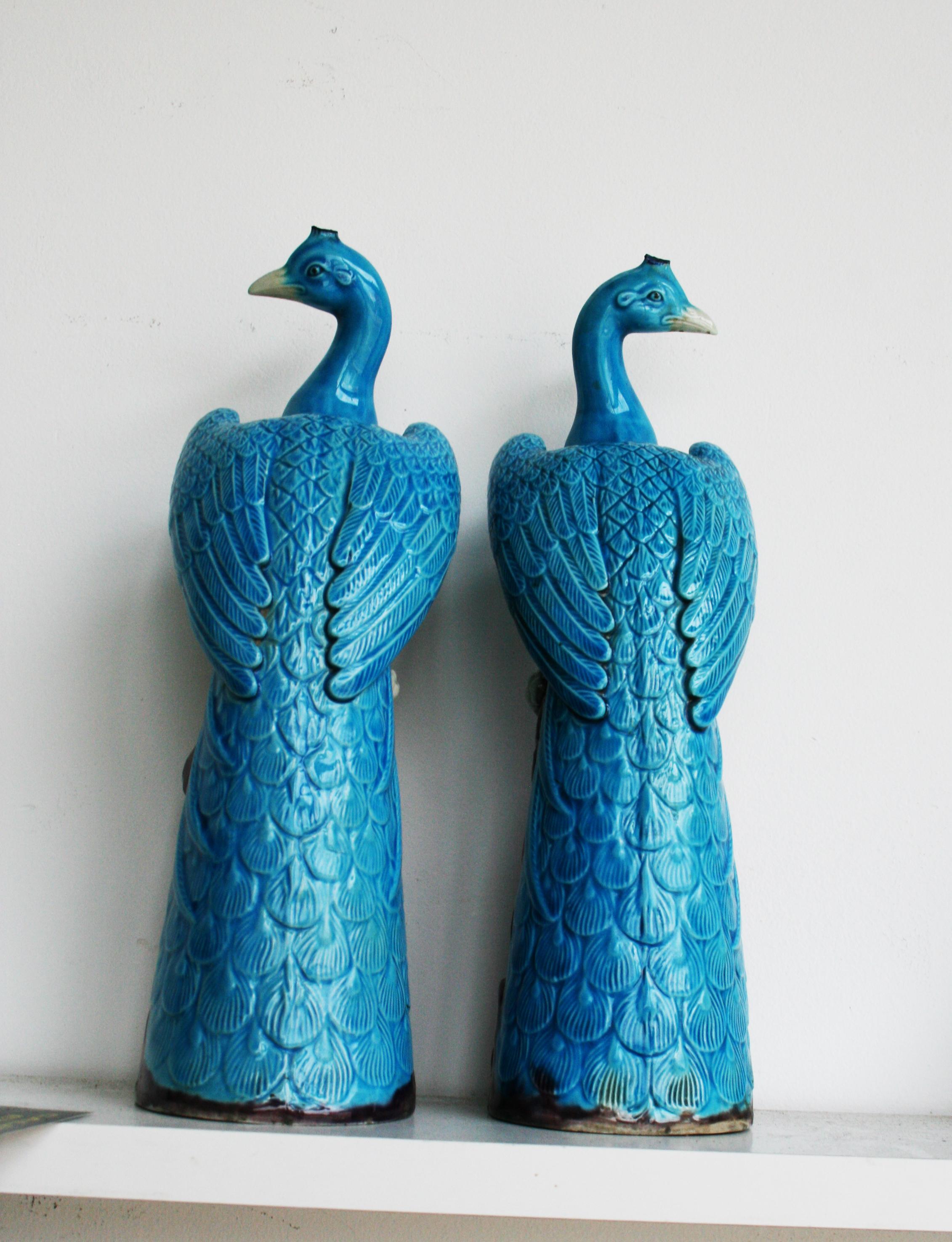 turquoise peacock photos