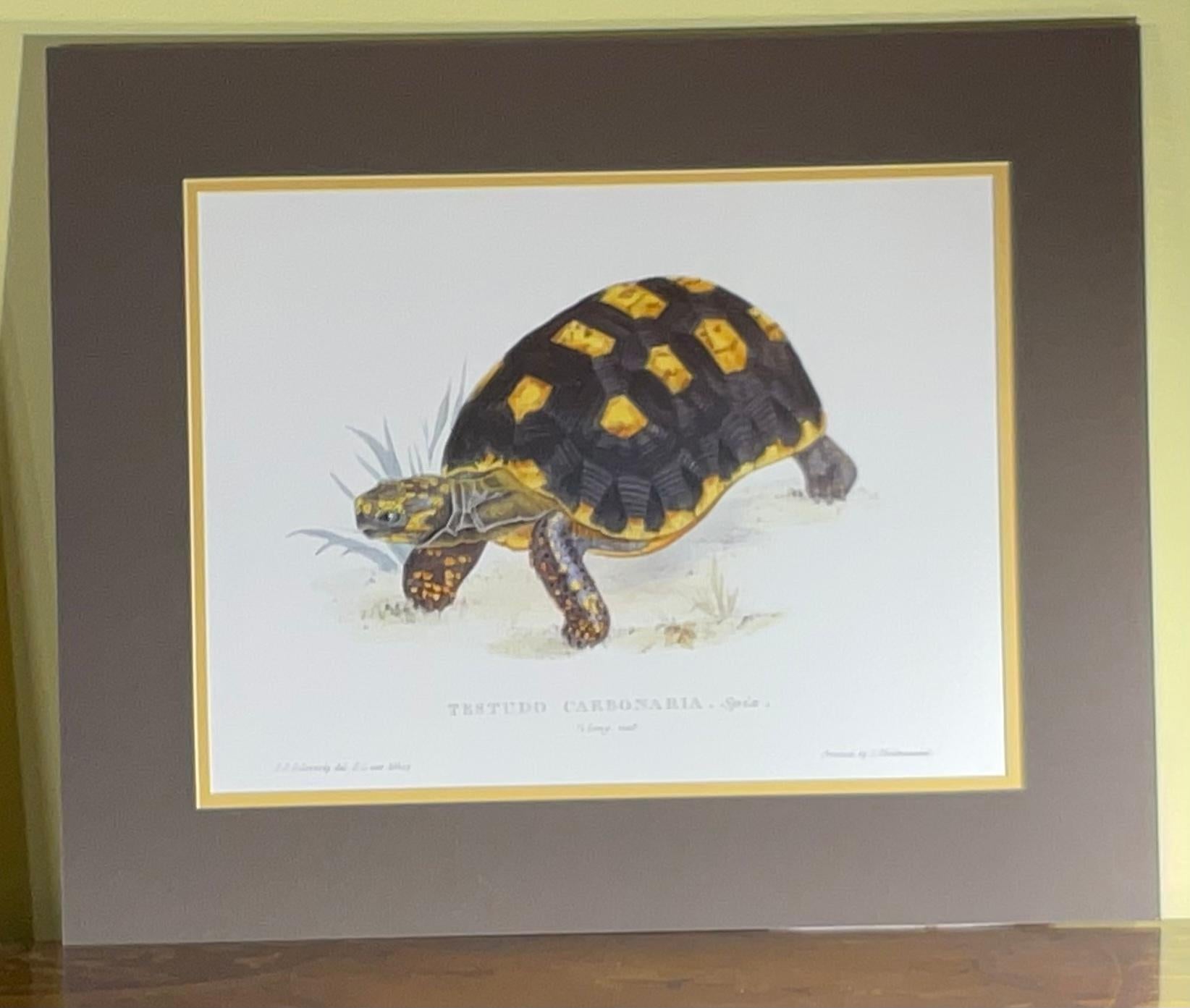 American Pair of Unframed Turtle Print For Sale