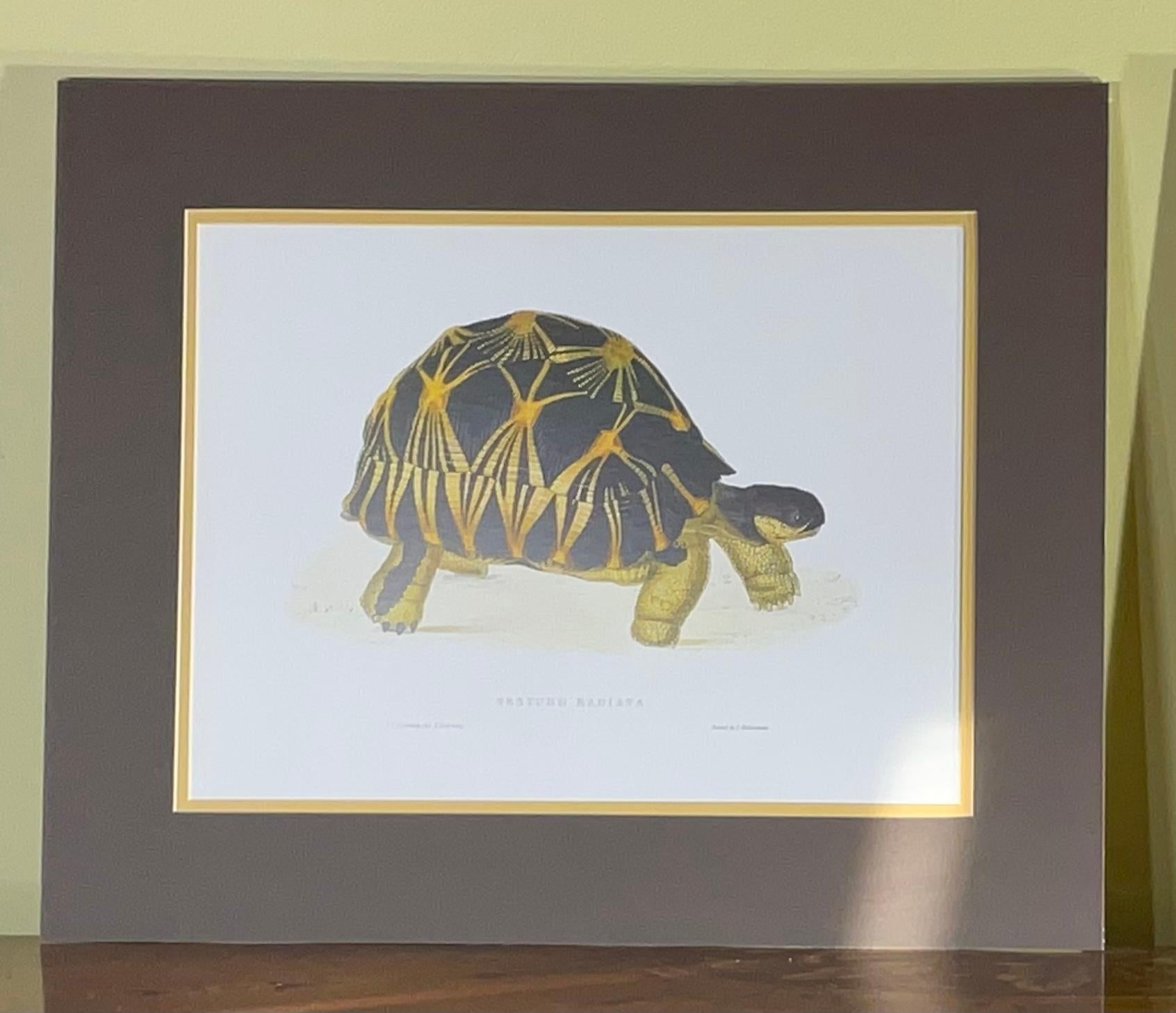 Hand-Crafted Pair of Unframed Turtle Print For Sale