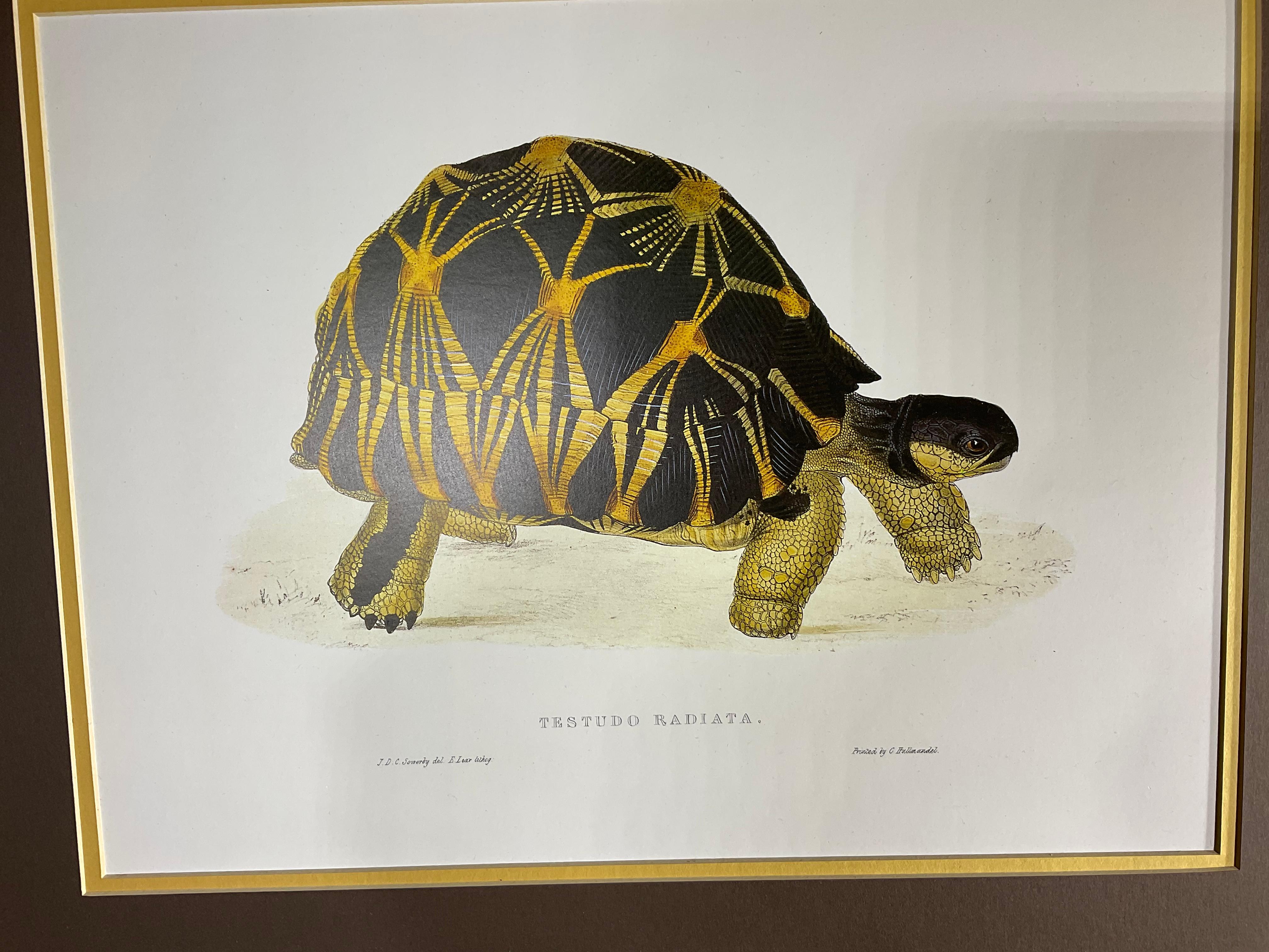 Pair of Unframed Turtle Print In Good Condition For Sale In Delray Beach, FL