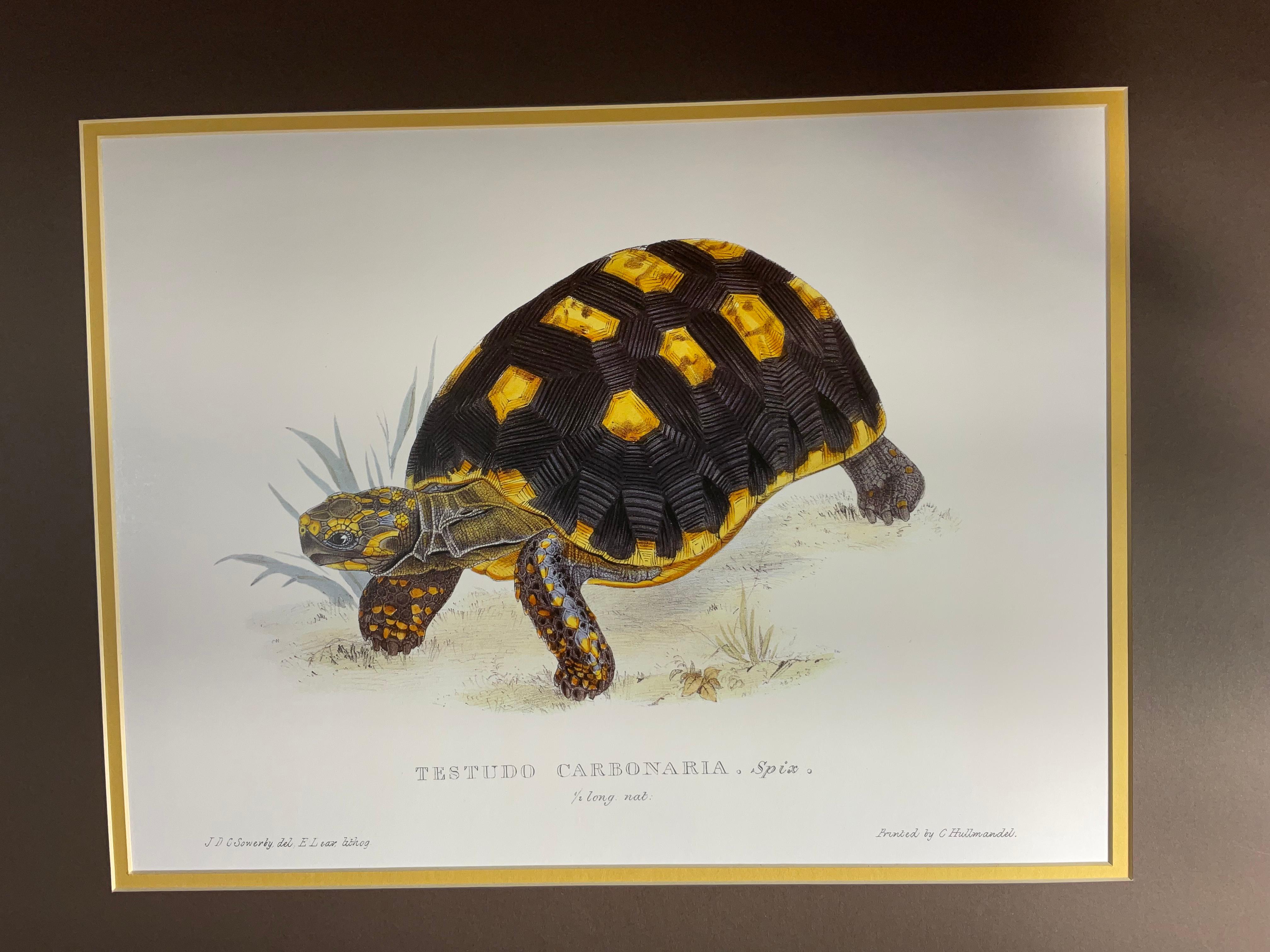 20th Century Pair of Unframed Turtle Print For Sale