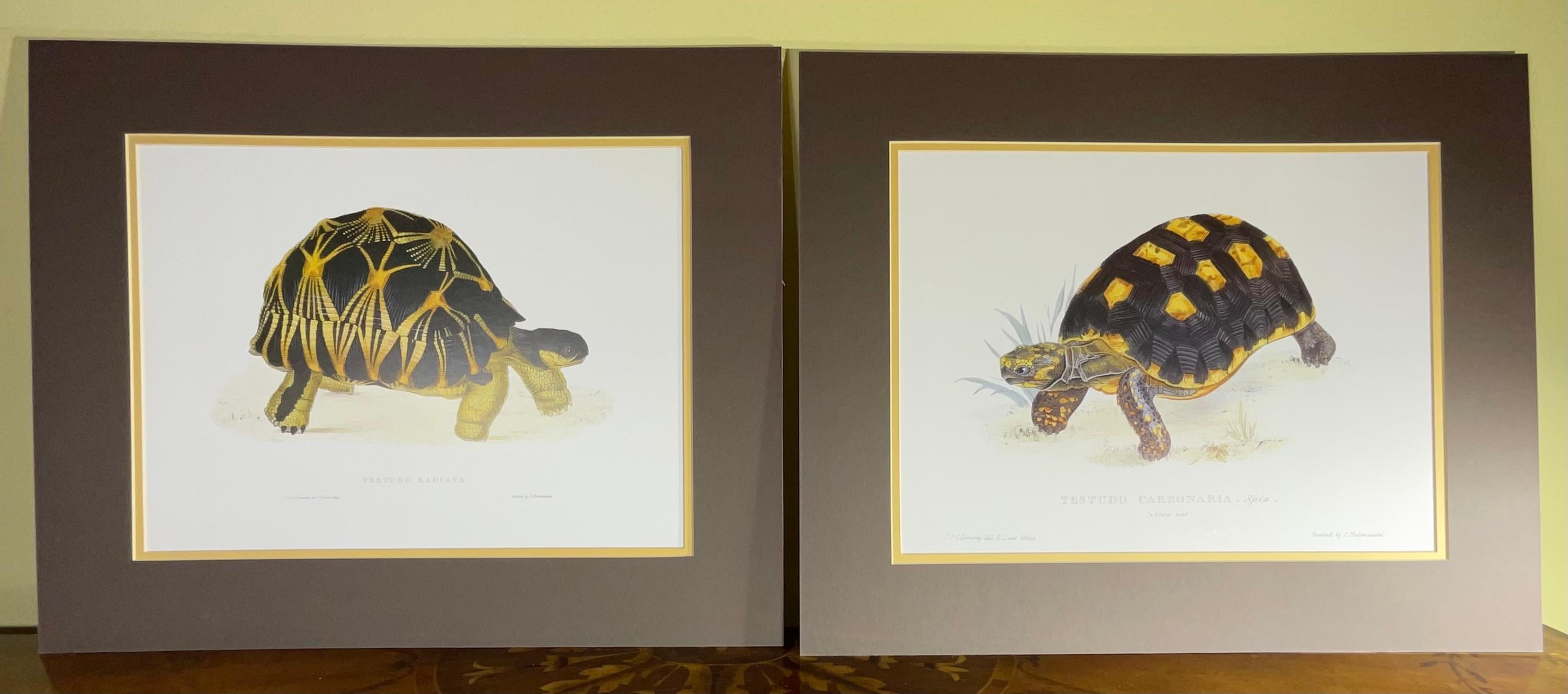 Pair of Unframed Turtle Print For Sale 1