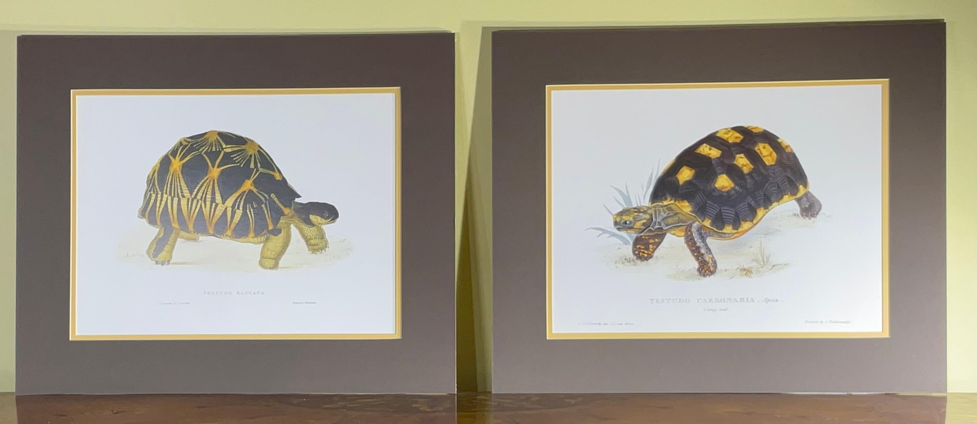 Pair of Unframed Turtle Print For Sale 2