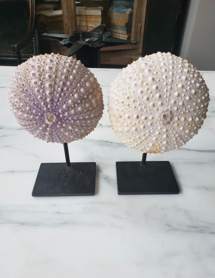 Beautiful pair of decorative sea urchins on stands. 
