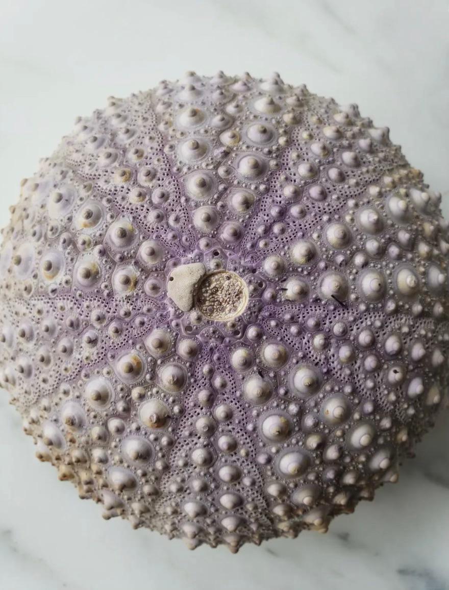 Mid-Century Modern Pair of Urchins on Stands For Sale