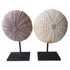 Pair of Urchins on Stands