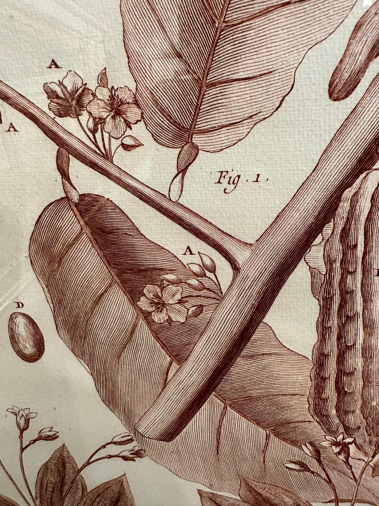 Pareja muy grande y bellamente enmarcada de grabados botánicos muy neutros de color sepia.