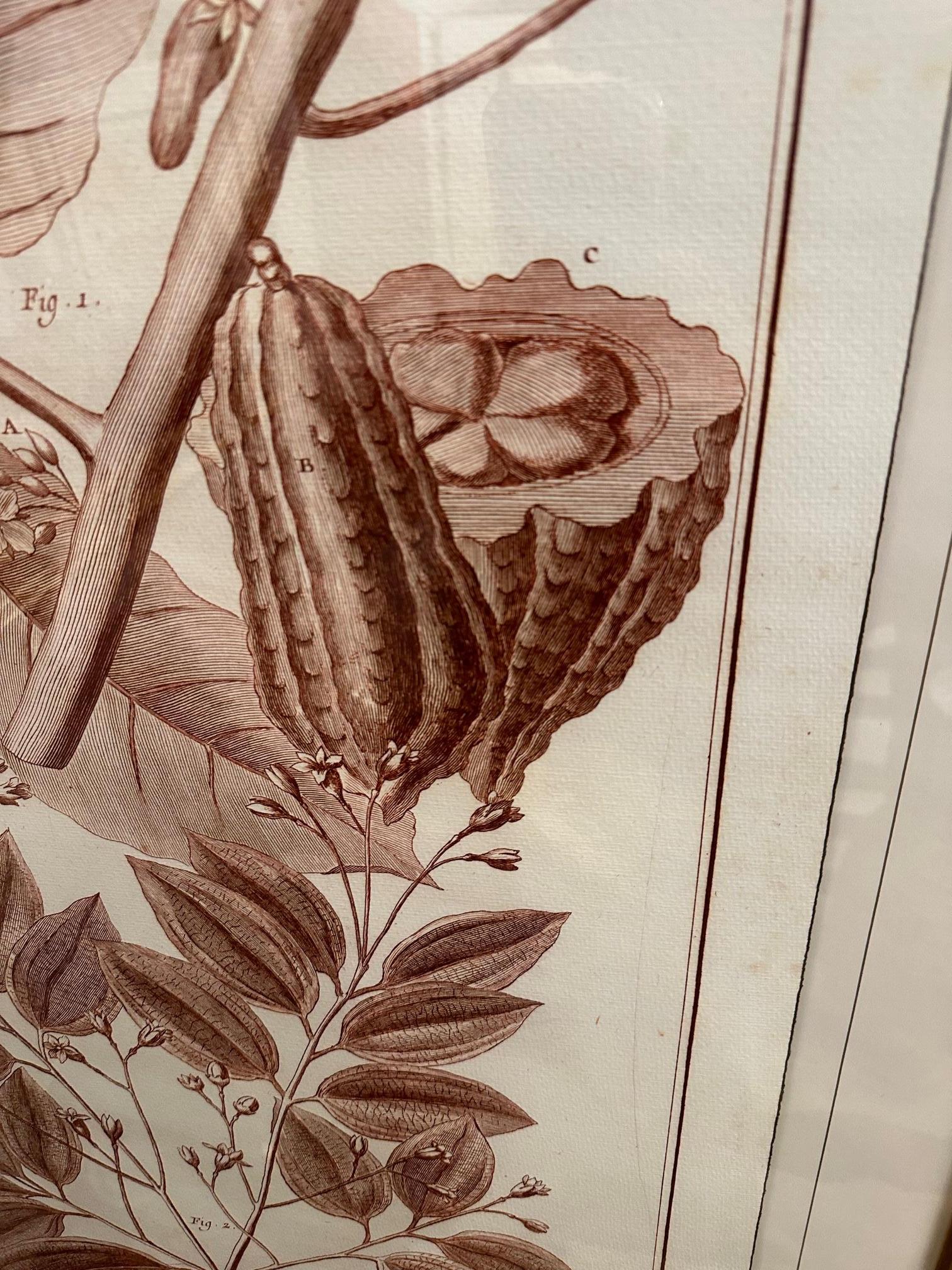 American Pair of Very Large Sepia Colored Framed Botanical Prints