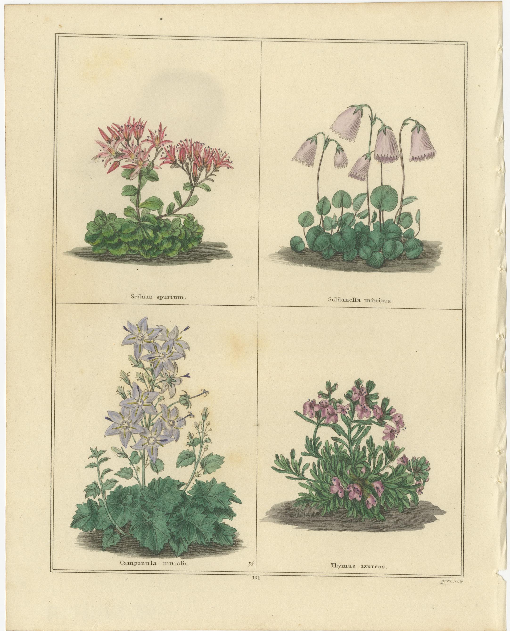 Paar botanische Kupferstiche aus The Botanic Garden von B. Maund, London um 1836

Ein schönes Paar originaler handkolorierter botanischer Stiche aus *The Botanic Garden* von Benjamin Maund (1790-1864), Band VII, veröffentlicht in London um 1836.