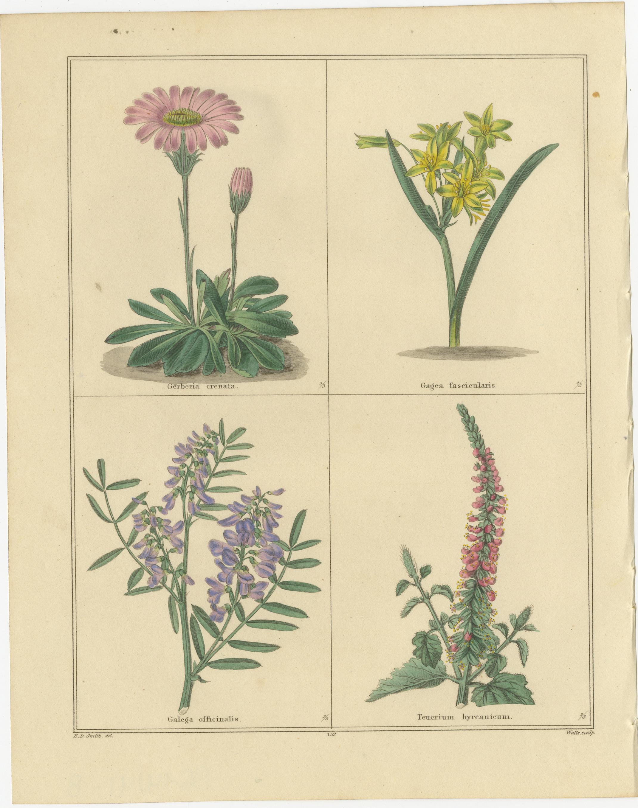 Ein Paar viktorianischer botanischer Blumendrucke von B. Maund, London um 1836 (Britisch) im Angebot