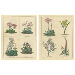 Pair of Victorian Botanical Flower Prints by B. Maund, London circa 1836