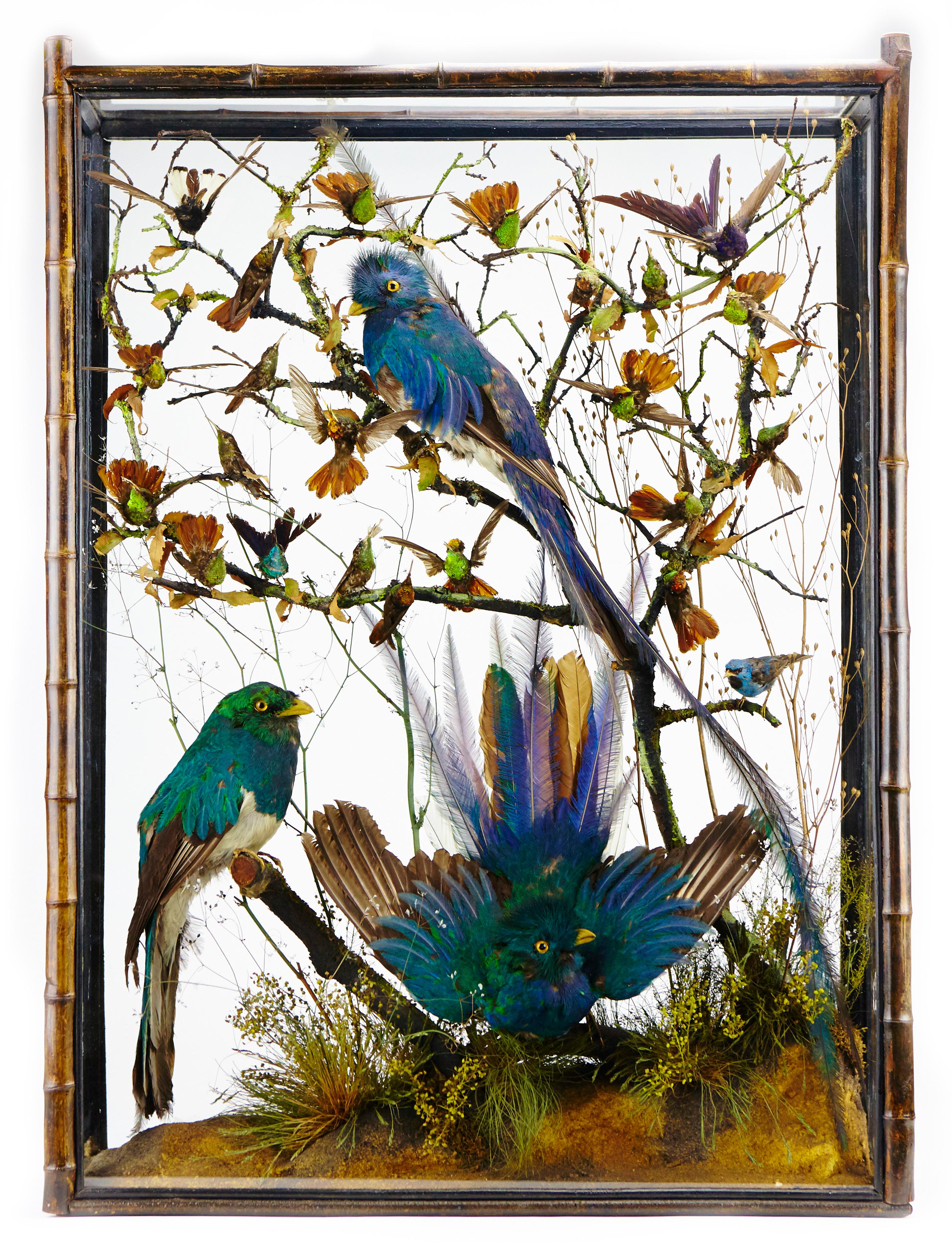 A pair of extremely rare Victorian display cabinets with taxidermy resplendent quetzal (PHAROMACHRUS MOCINNO), cotinga and hummingbirds, attributed to Henry Ward (1812-1878)

England, early 19th century

One with a central branch sprouting from